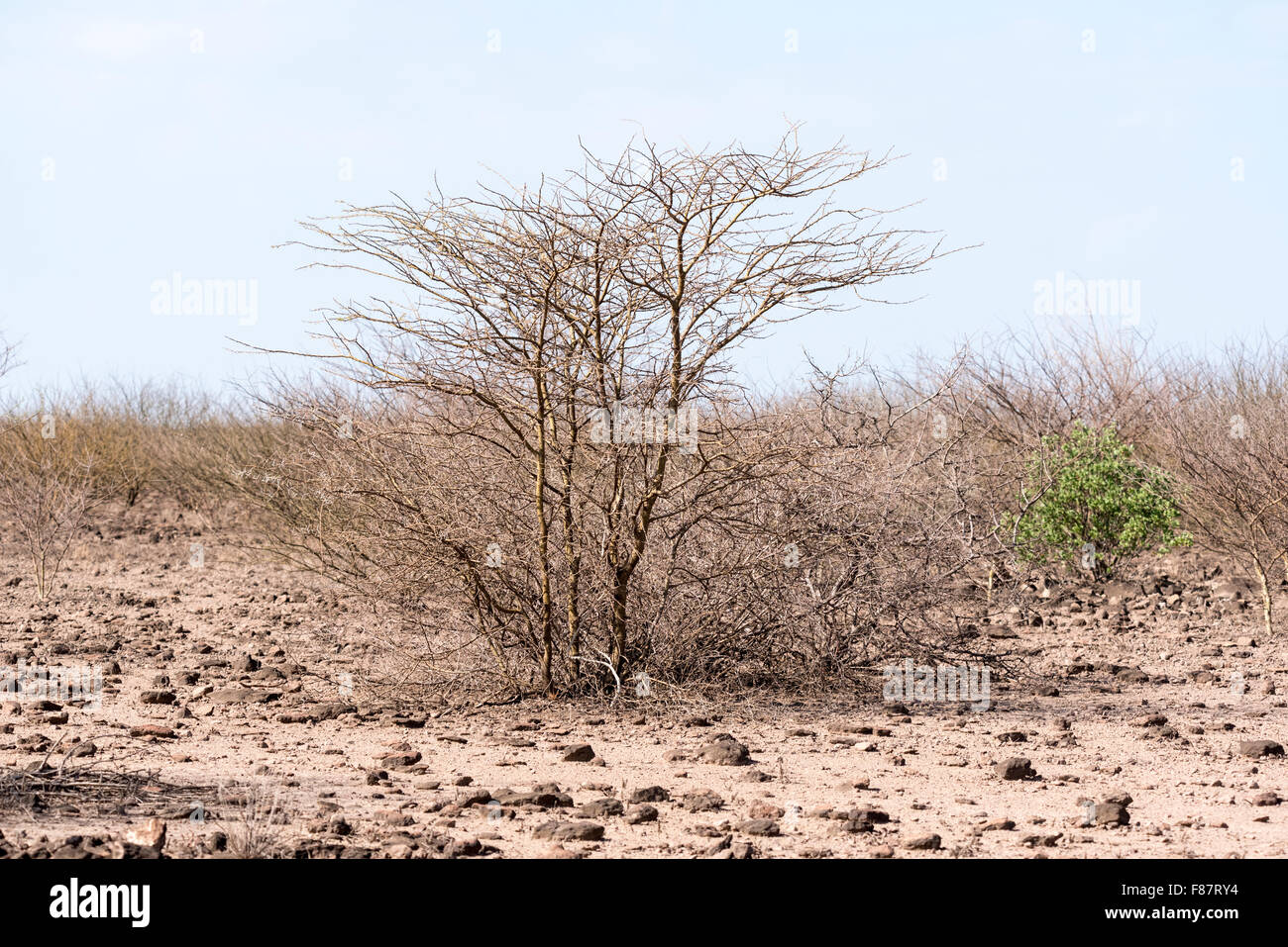Typical arid landscape of Awash National Park, Ethiopia in the dry season Stock Photo