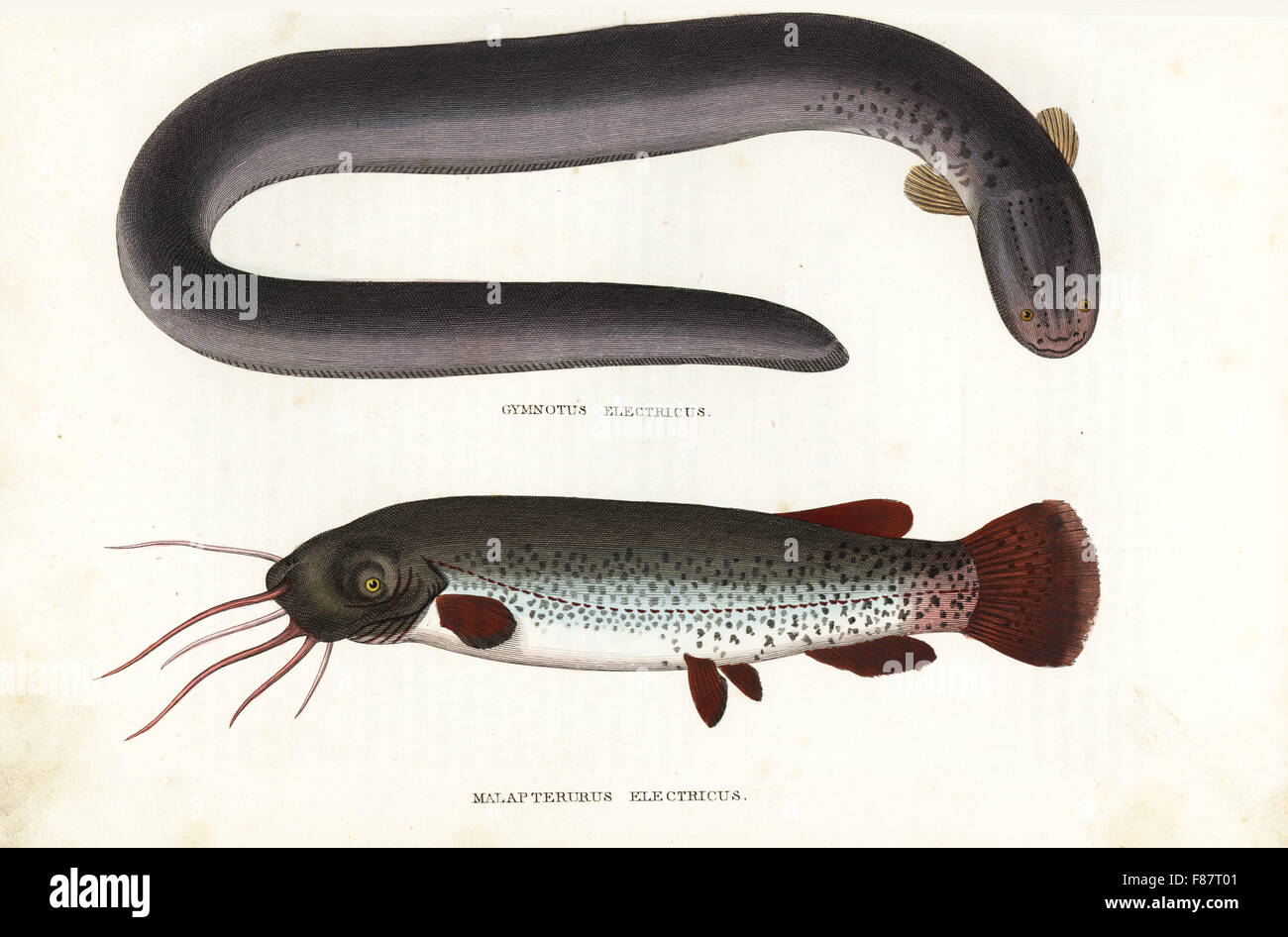 Electric eel, Electrophorus electricus (Gymnotus electricus) and electric catfish, Malapterurus electricus.Handcoloured lithograph from Georg Friedrich Treitschke's Gallery of Natural History, Naturhistorischer Bildersaal des Thierreiches, Liepzig, 1842. Stock Photo