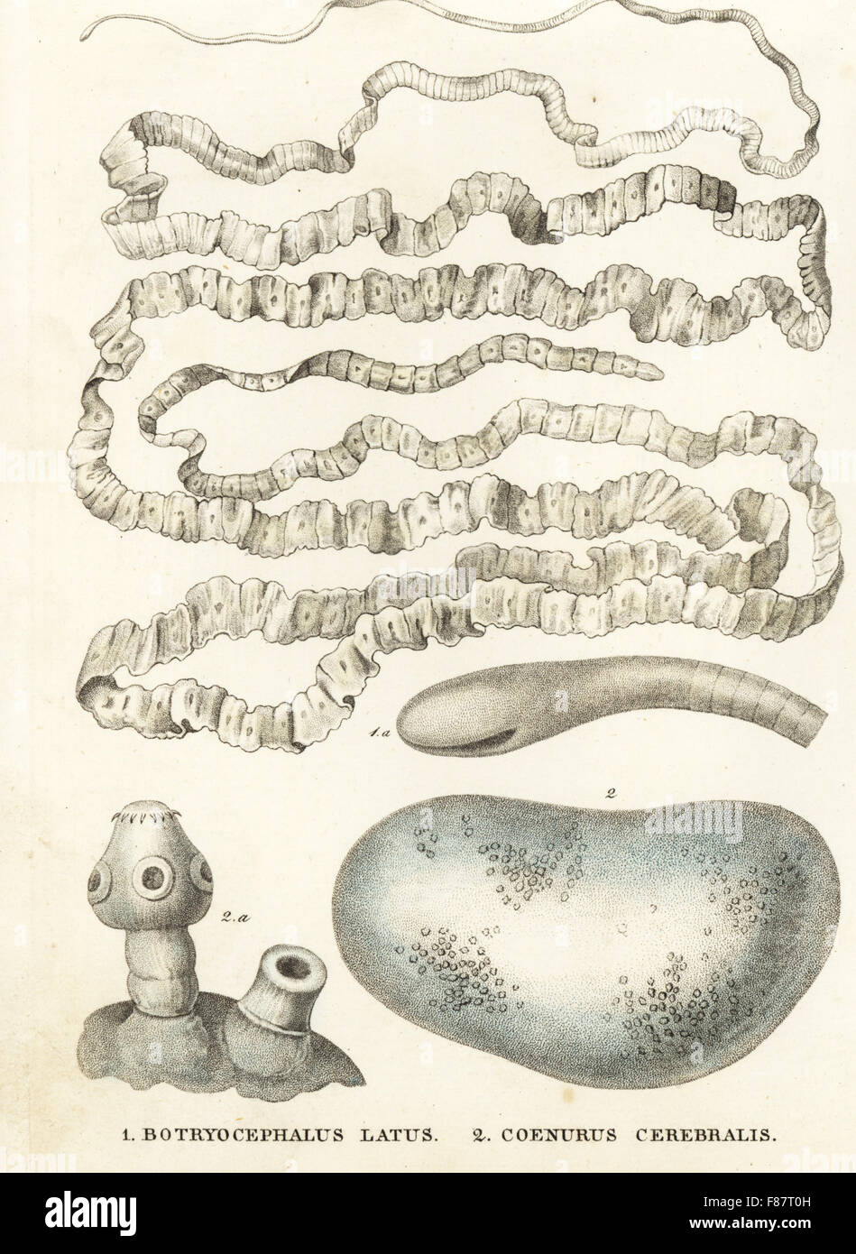 Asian tapeworm, Bothriocephalus acheilognathi (Botryocephalus latus), freshwater fish parasite, and Coenurus cerebralis, larva of the tapeworm Multiceps multiceps, found in sheep's brains. Handcoloured lithograph from Georg Friedrich Treitschke's Gallery of Natural History, Naturhistorischer Bildersaal des Thierreiches, Liepzig, 1842. Stock Photo