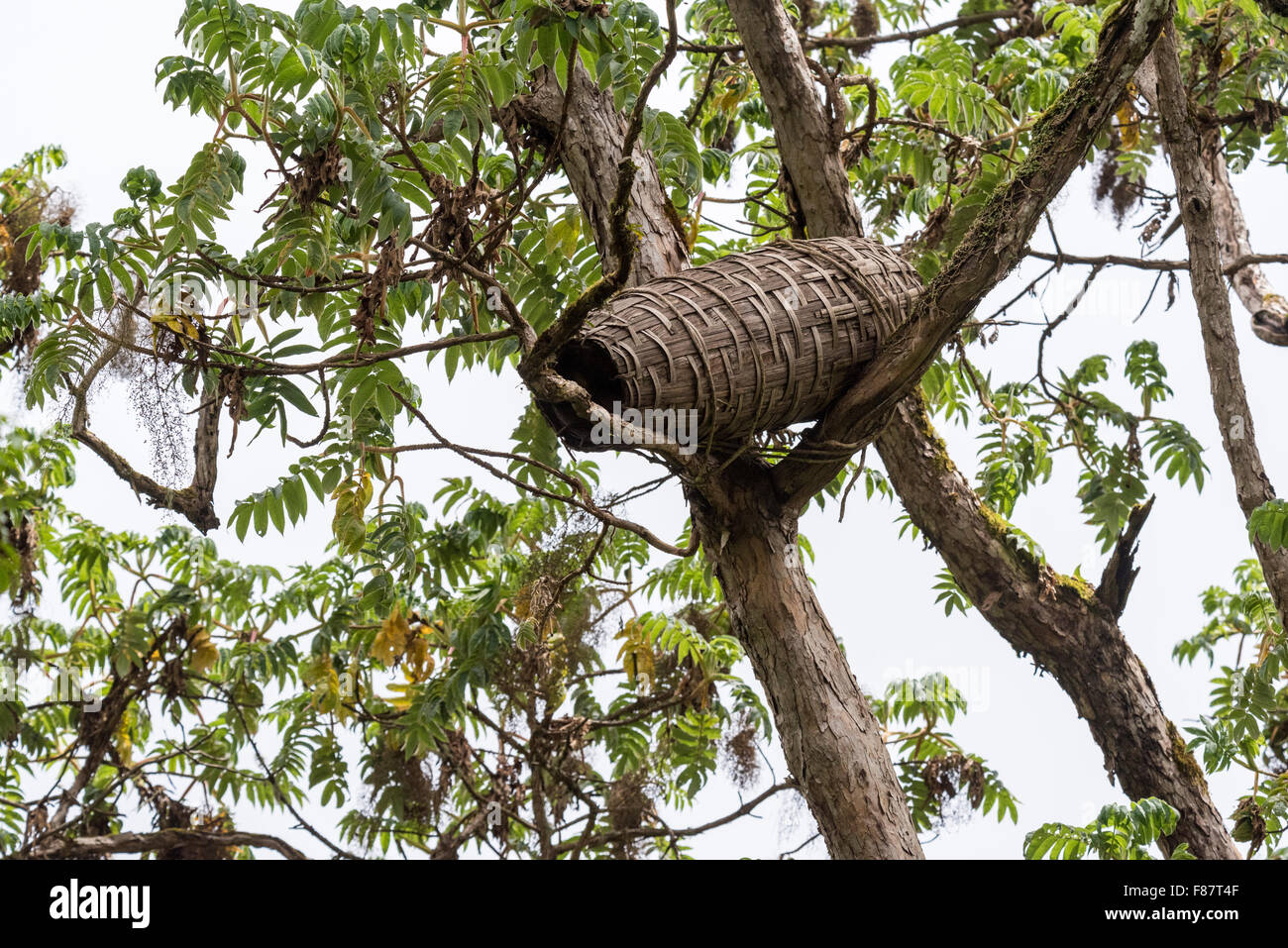 A weaved bee hive in a kosso tree in the Harenna Forest of Ethiopia Stock Photo