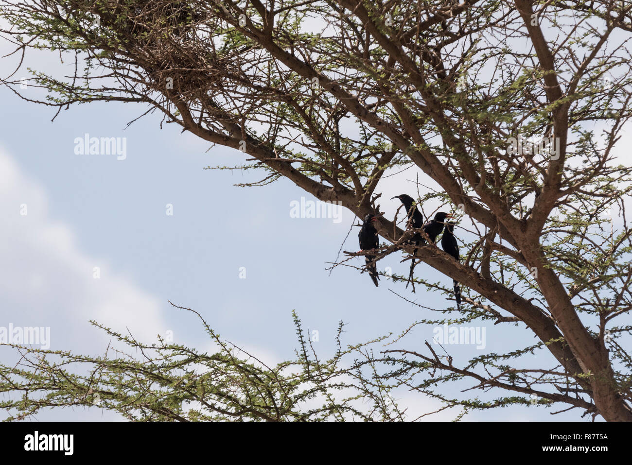 A group of four Black-Headed Wood Hoopoes perched in a tree near Bilen, Awash, Ethiopia Stock Photo