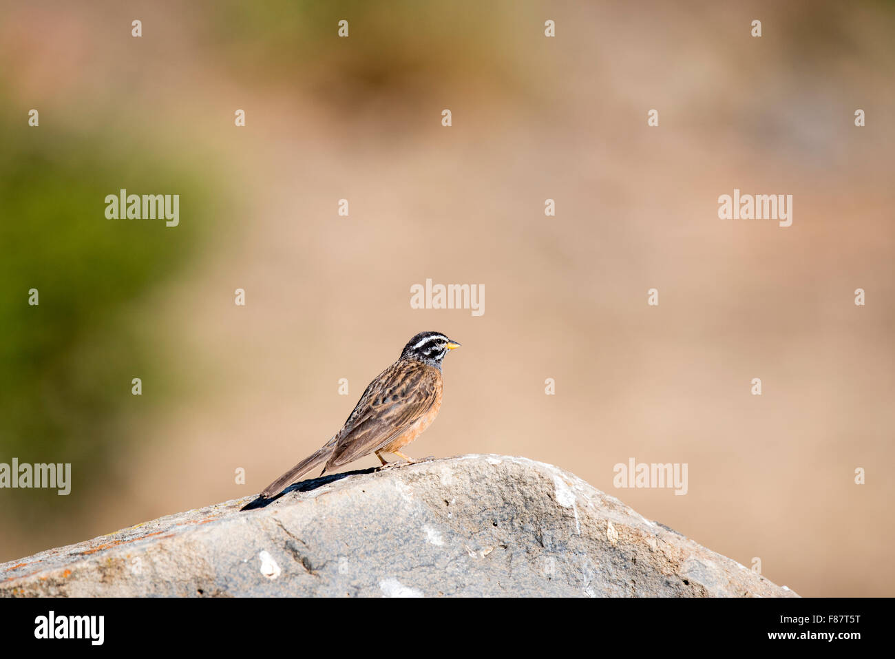 A Cinnamon breasted bunting perched on a rock in the Jemma Valley, Ethiopia Stock Photo