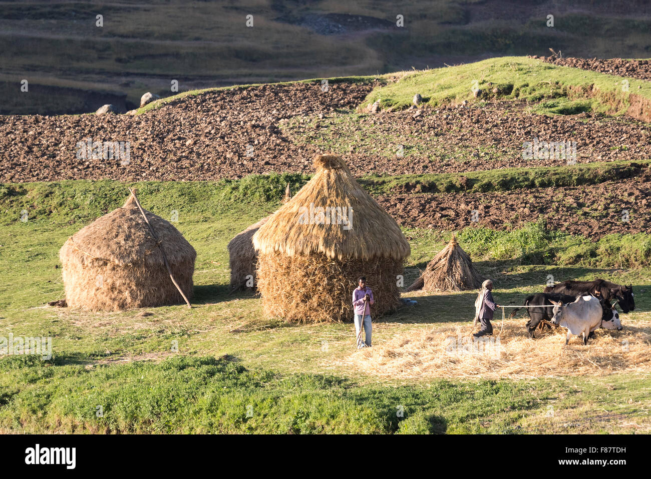 Farmers winnowing using cows in the Jemma Valley, Ethiopia Stock Photo