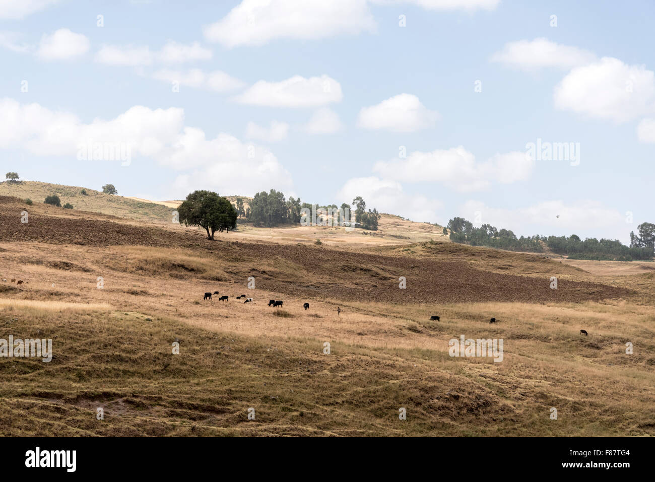 A small herd of cows being driven across some dry fields in the Jemma Valley, Ethiopia Stock Photo