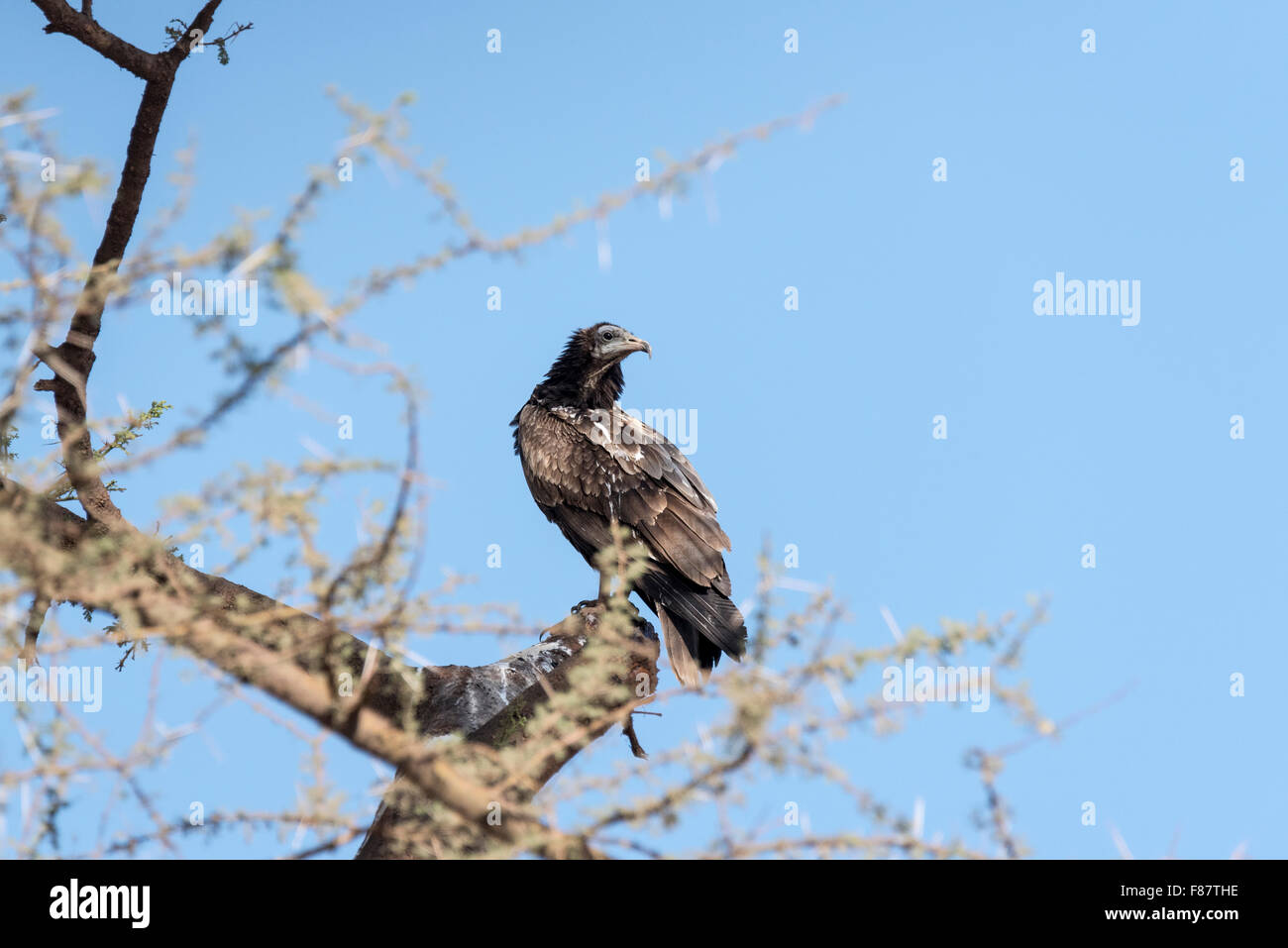 A juvenile Egyptian vulture perched in a tree Stock Photo