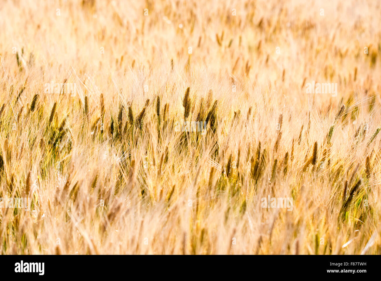 A wheat field in the Jemma Valley, Ethiopia Stock Photo