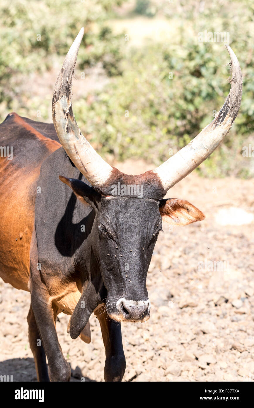 A portrait of a Zebu cow in Ethiopia Stock Photo - Alamy