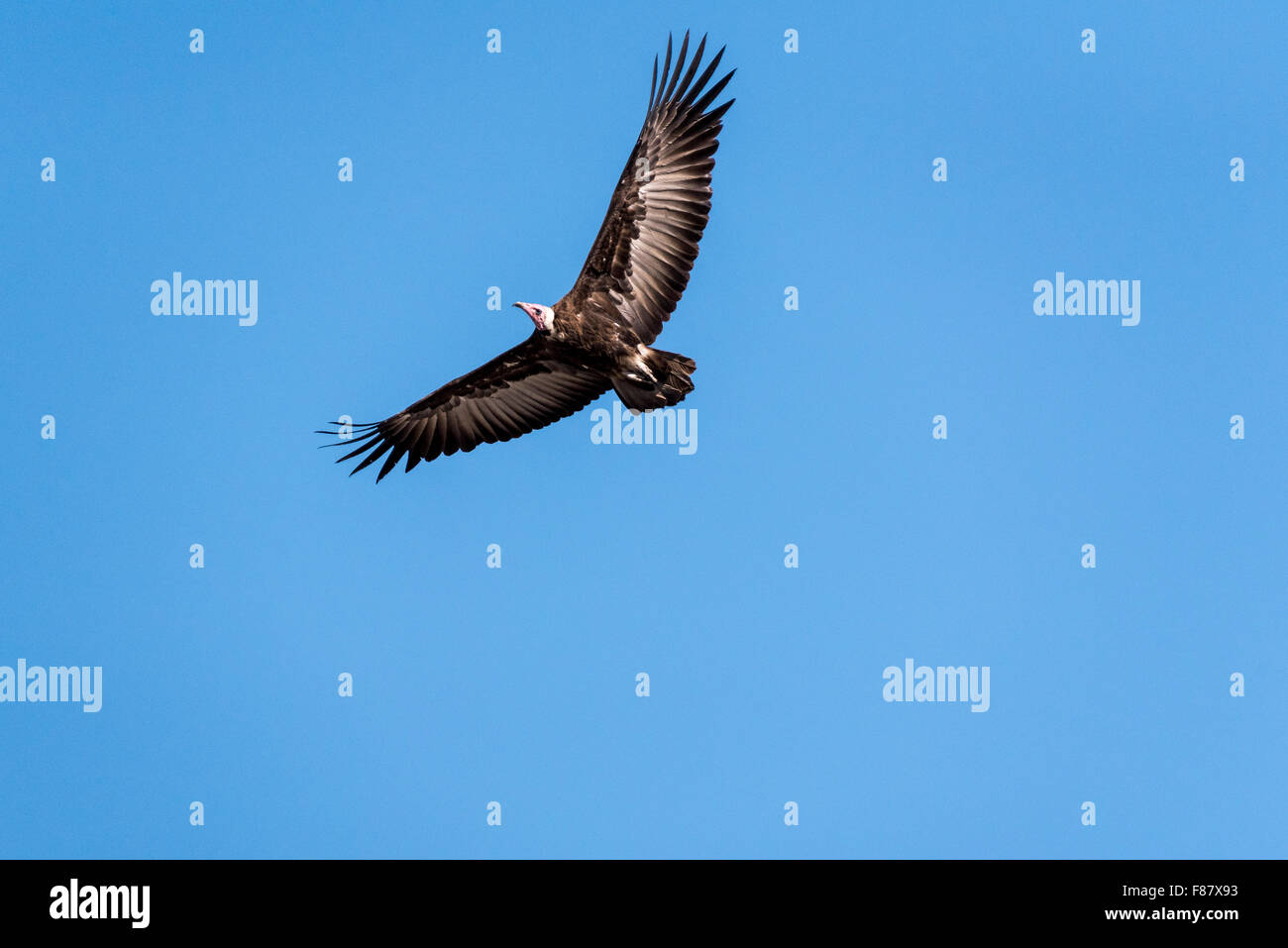 A flying Hood Vulture with extended wings against a clear blue sky Stock Photo