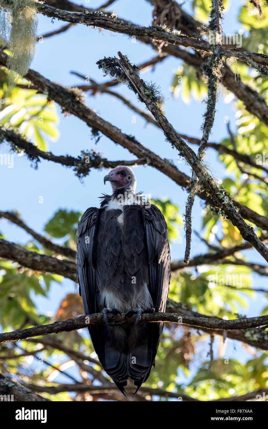 A Hooded Vulture perched on a tree in the Bale Mountains of Ethiopia Stock Photo