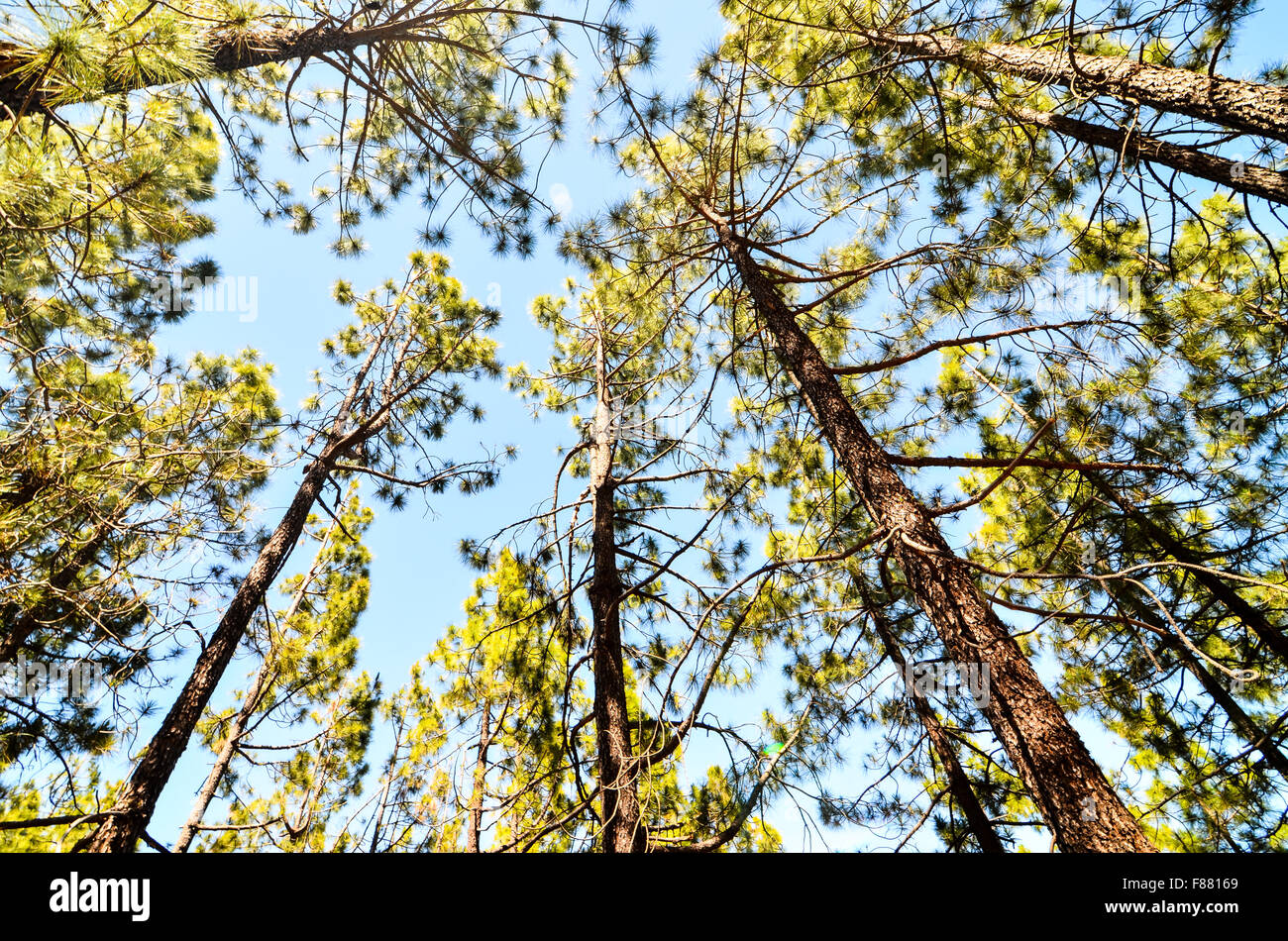 Very High Pine Wood Forest Stock Photo - Alamy