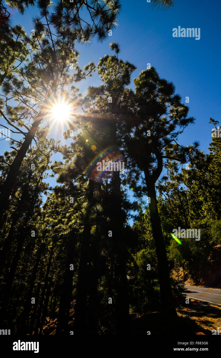 Very High Pine Wood Forest Stock Photo - Alamy