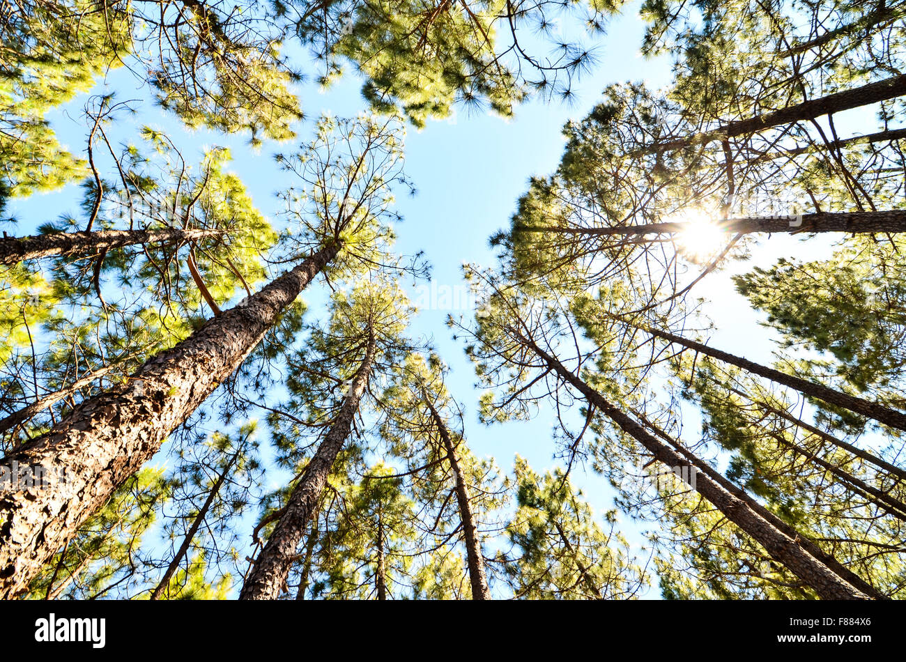 Very High Pine Wood Forest Stock Photo - Alamy
