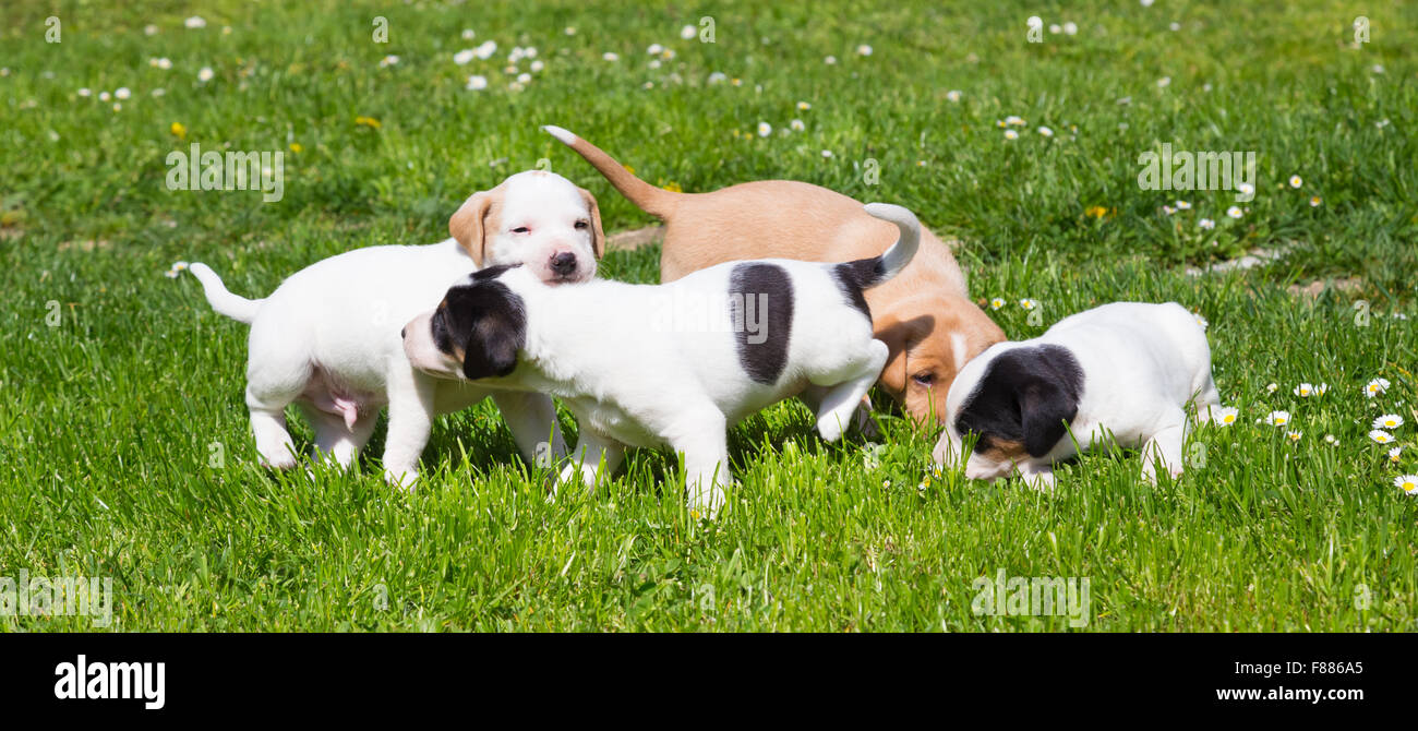 Mixed-breed cute little puppies on grass Stock Photo - Alamy