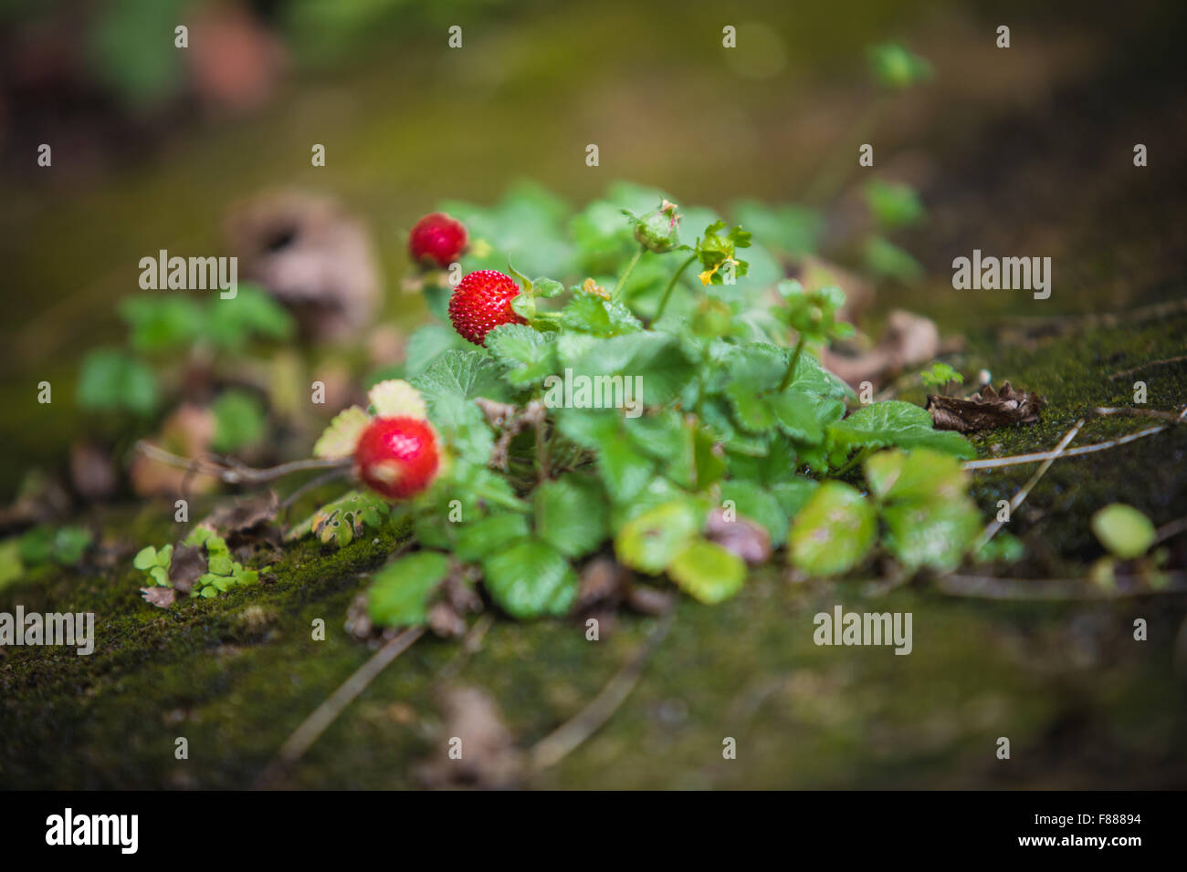 Wild strawberry plant with green leafs and red fruit Stock Photo - Alamy