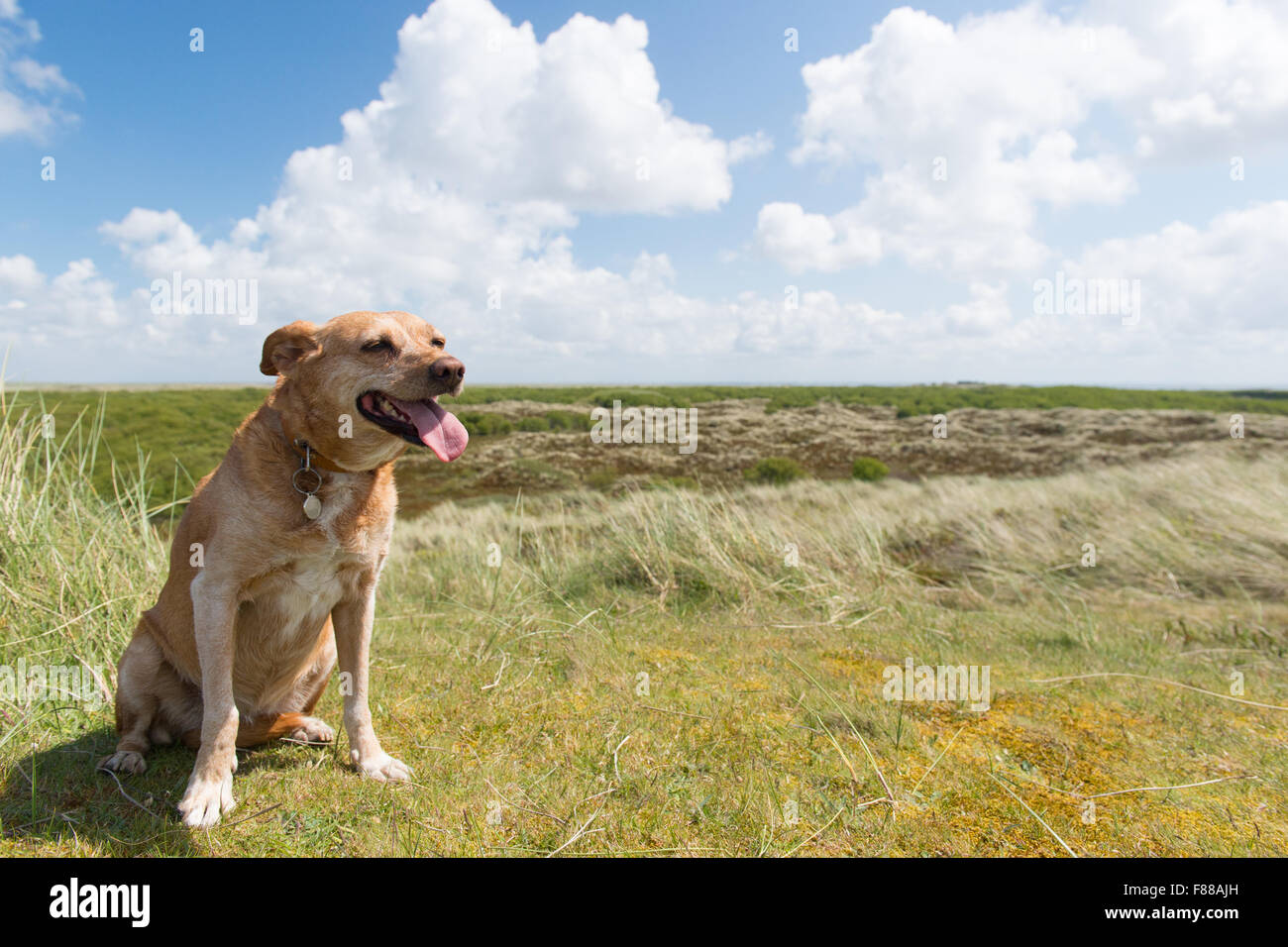 Cross breed dog sitting in landscape at Dutch wadden island Terschelling Stock Photo