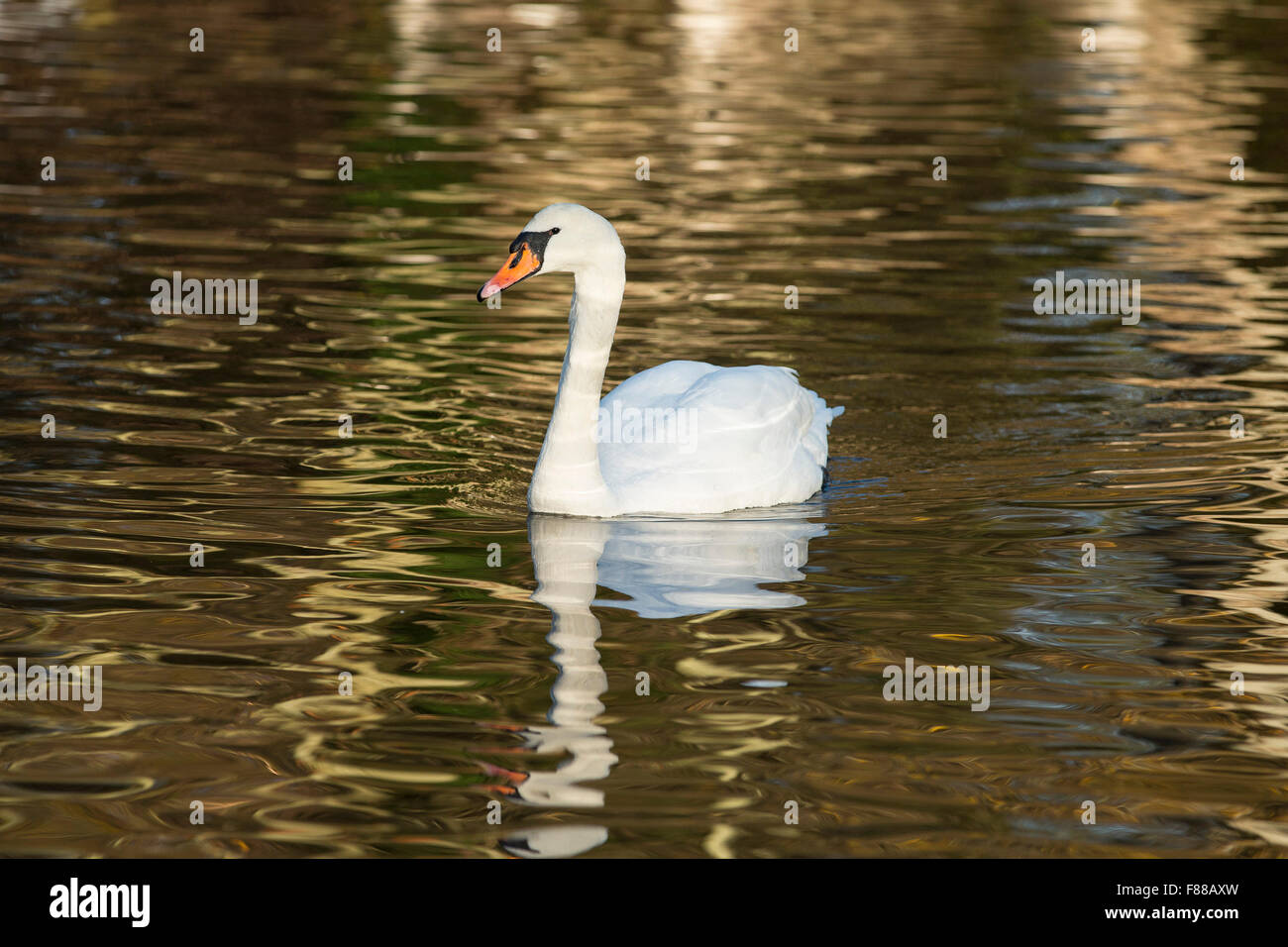 Mute swan on a local pond near the Royal Victoria Country Park, Netley