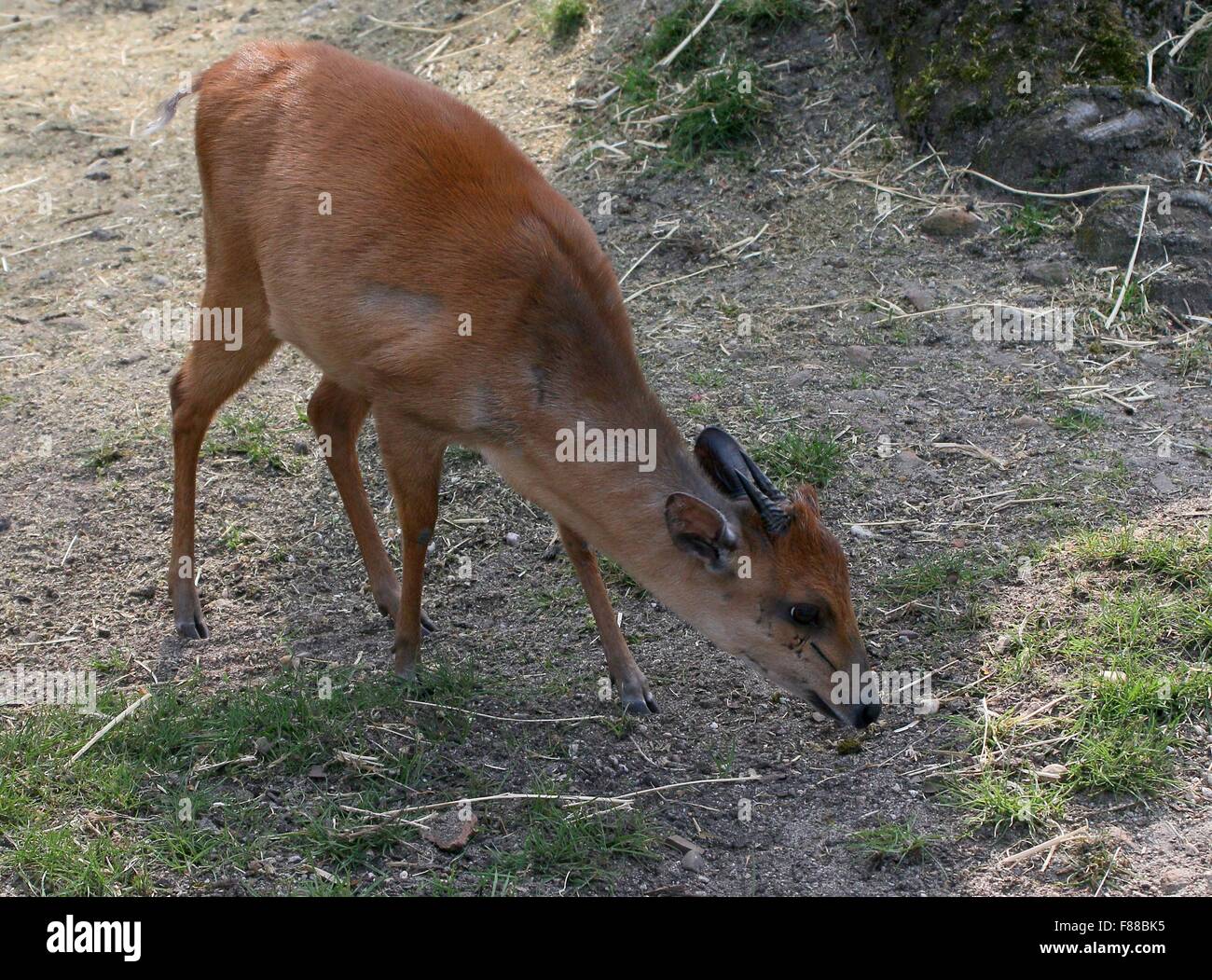 Grazing Red forest duiker or Natal duiker antelope (Cephalophus natalensis), native to Southern and Eastern Africa Stock Photo