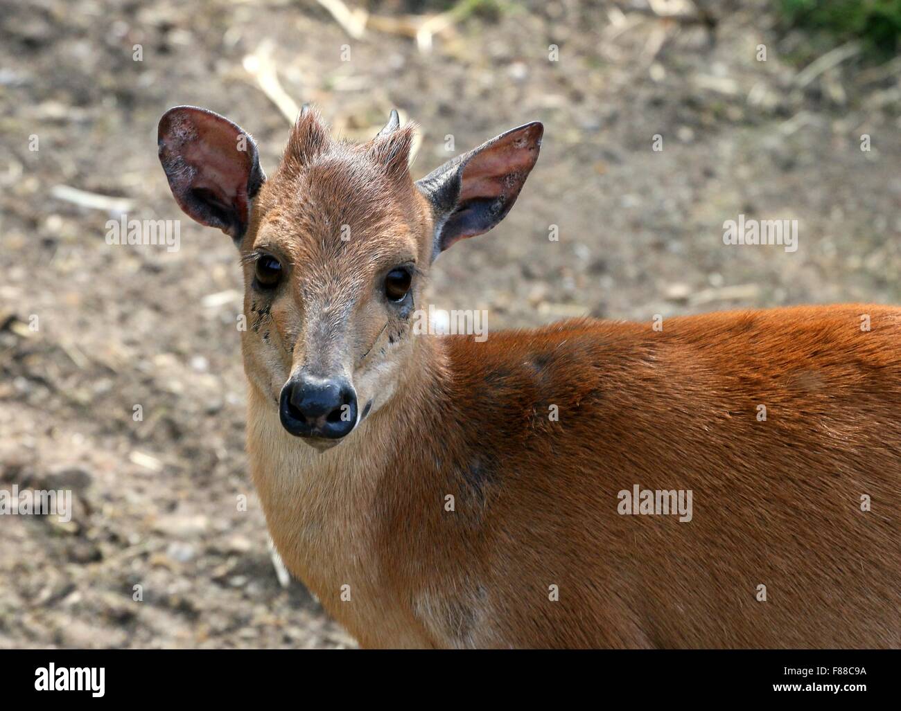 Red forest duiker or Natal duiker antelope (Cephalophus natalensis), native to Southern and Eastern Africa Stock Photo