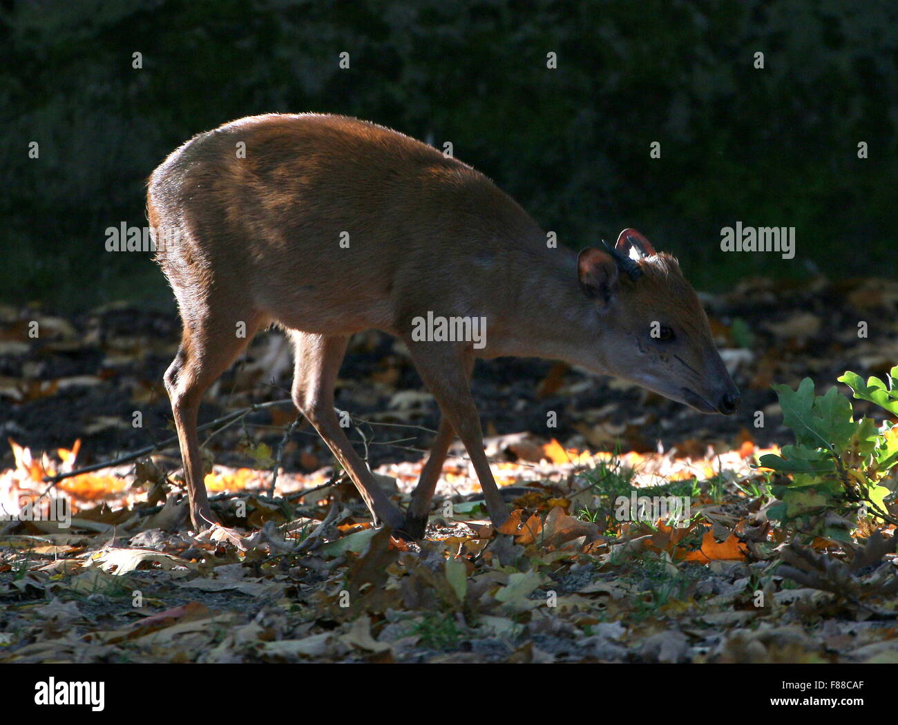 Grazing Red forest duiker or Natal duiker antelope (Cephalophus natalensis), native to Southern and Eastern Africa Stock Photo