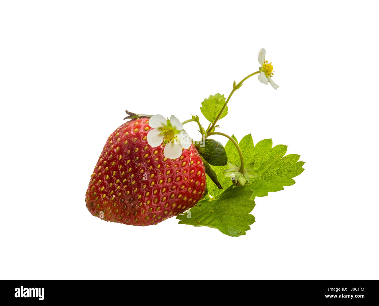 Ripe strawberry with leaves and flower Stock Photo - Alamy
