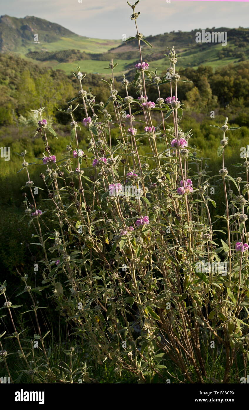 Purple phlomis, Phlomis purpurea, Purple Jerusalem Sage, Matagallo Stock Photo