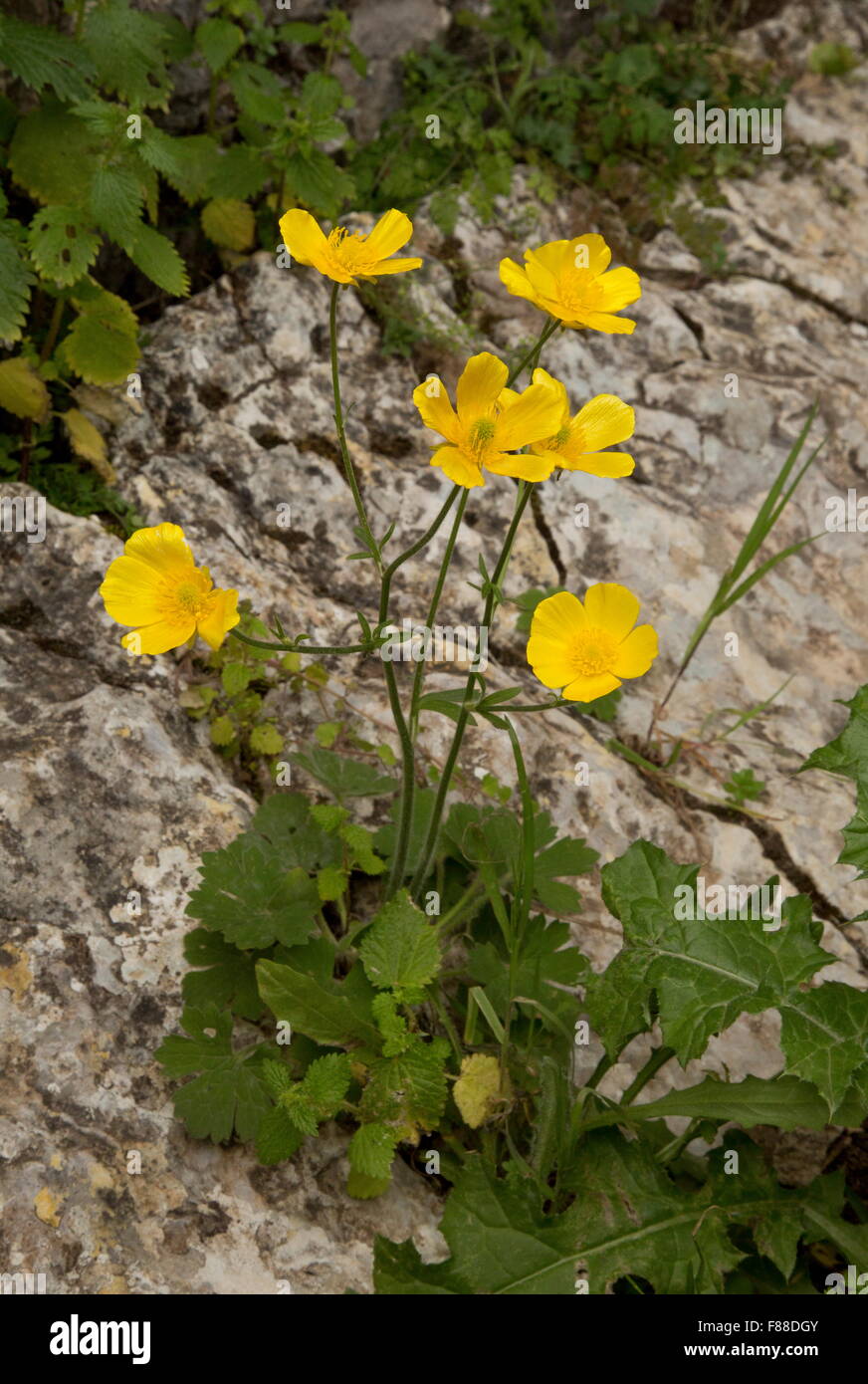 Rock buttercup, Ranunculus rupestris, = Ranunculus spicatus in flower on limestone cliff, south-west spain. Stock Photo
