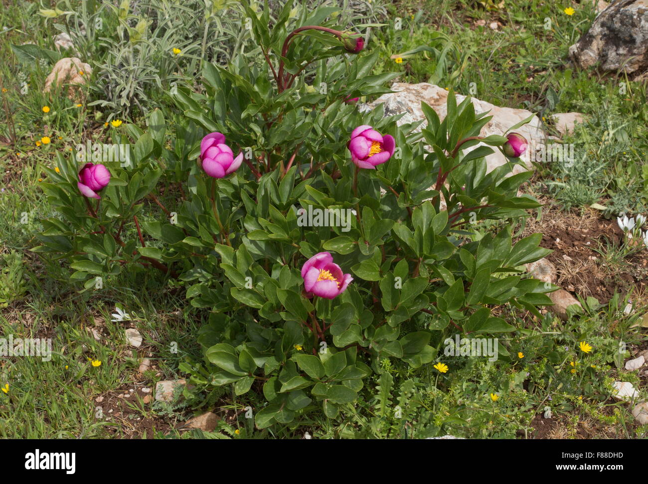 Paeonia broteri, Paeonia broteroi, Western peony, paeony Stock Photo