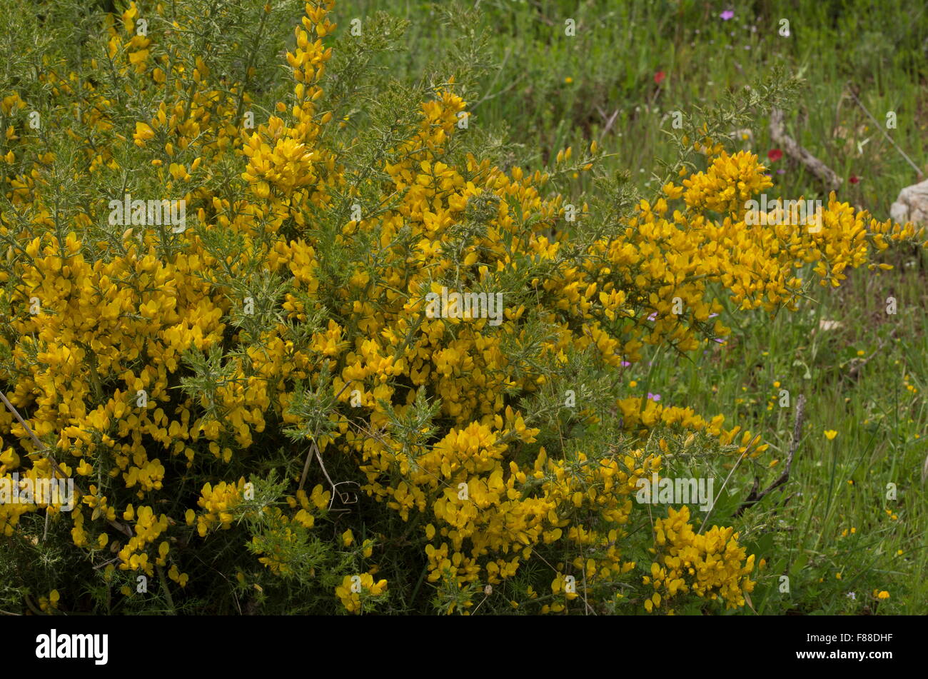 Andalucian gorse, Ulex baeticus, in flower. South-west Spain. Stock Photo