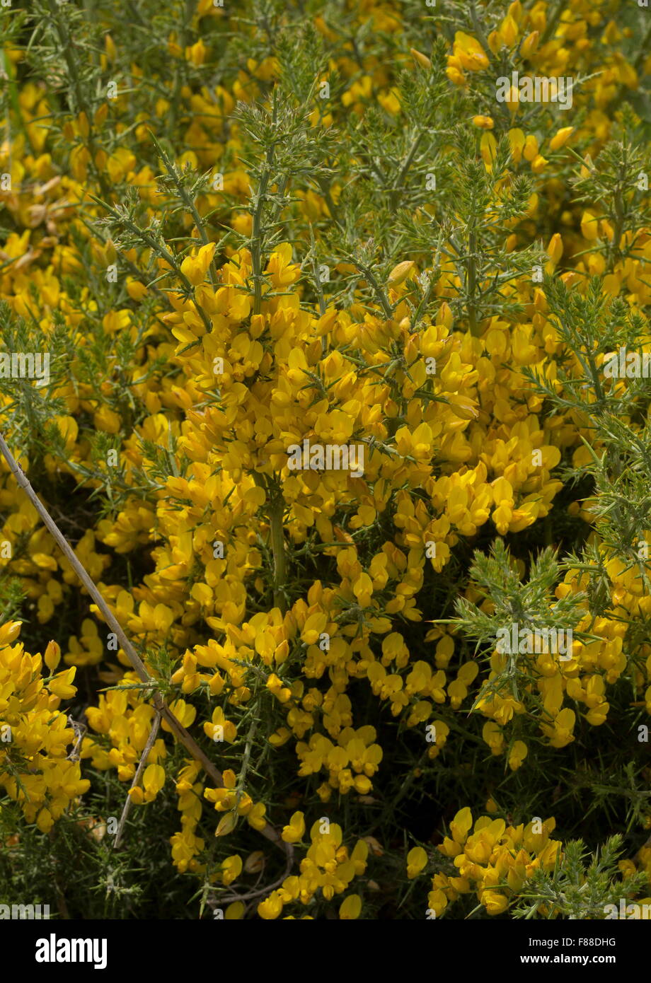 Andalucian gorse, Ulex baeticus, in flower. South-west Spain. Stock Photo