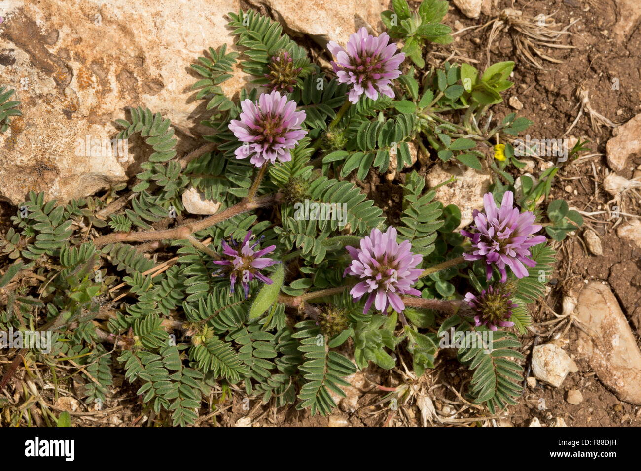 A pink milkvetch, Astragalus glaux, southwest Spain Stock Photo Alamy