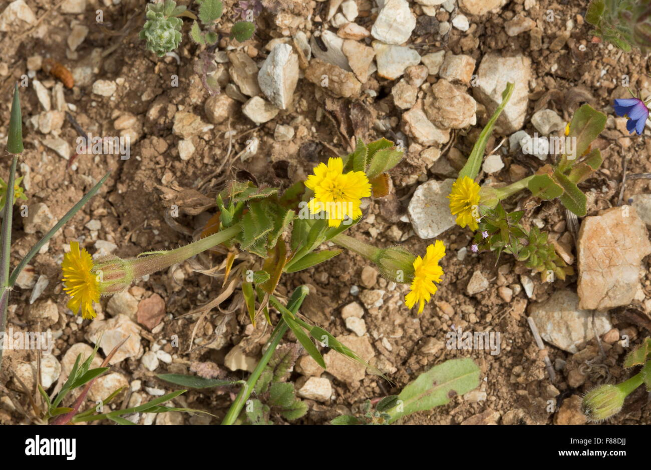 hedypnois, Hedypnois rhagadioloides, a low-growing composite, south Spain. Stock Photo