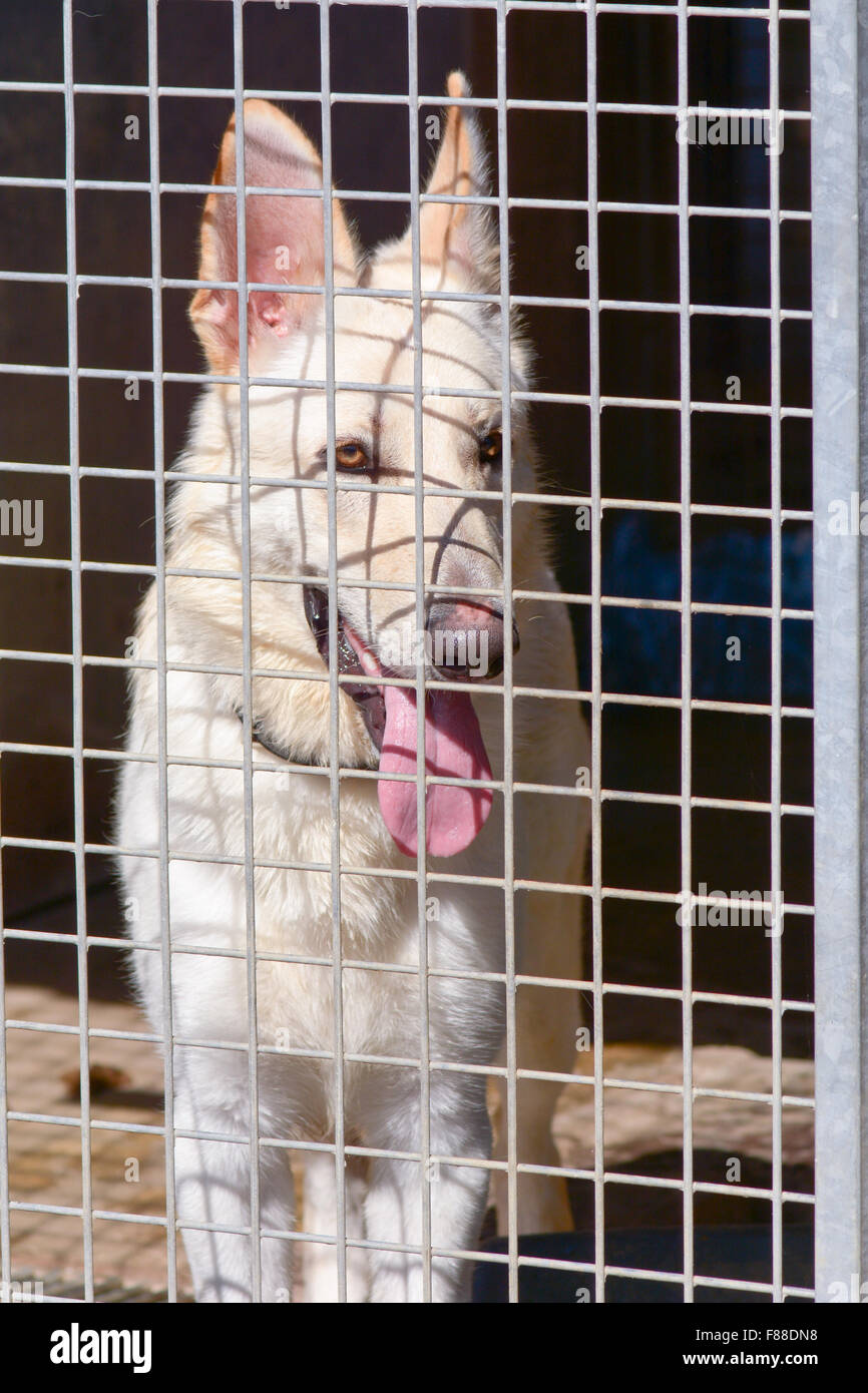 German Shepherd dog in kennel at Dog Rescue centre waiting for a chance to be re-homed Stock Photo