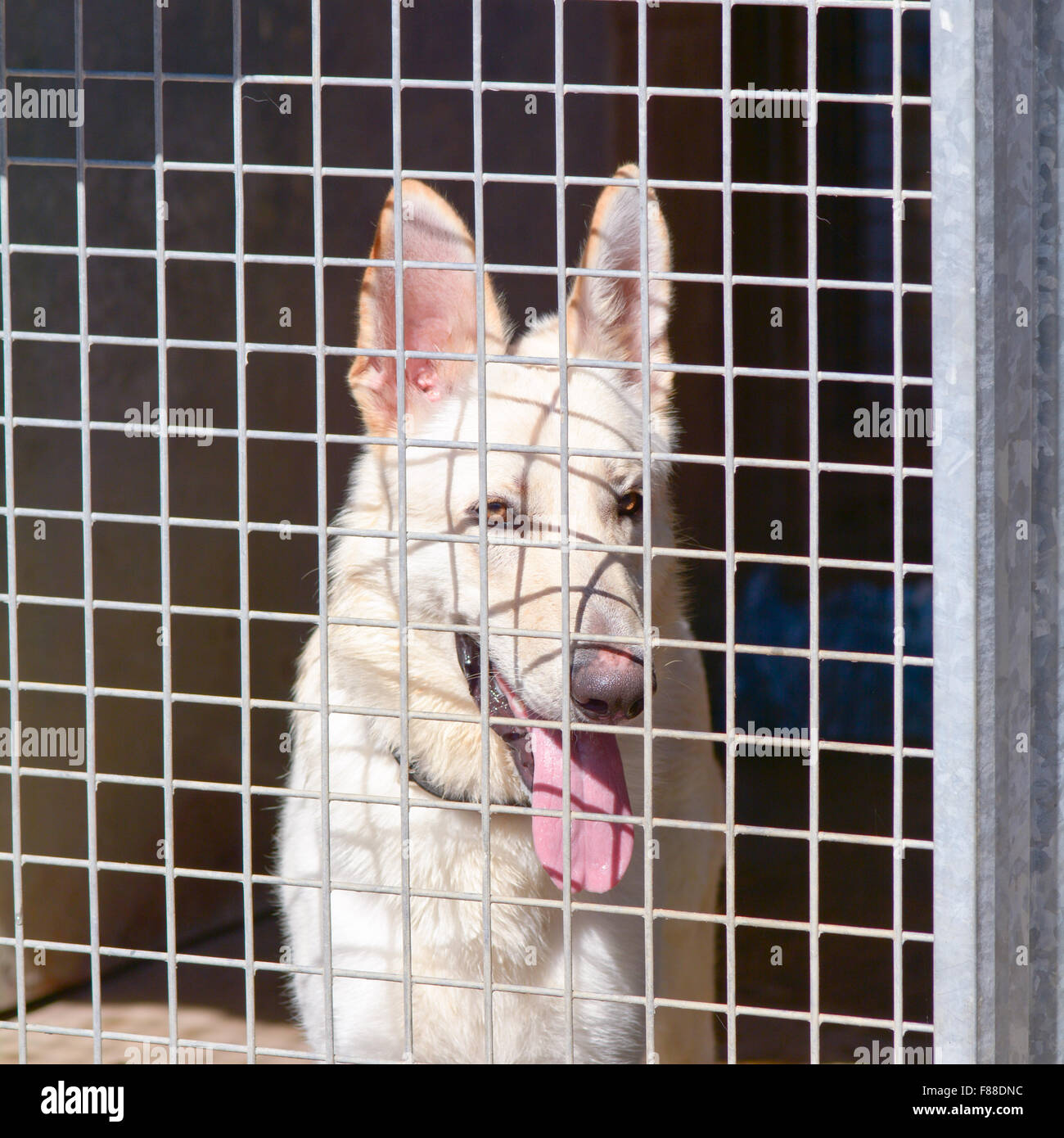 German Shepherd dog in kennel at Dog Rescue centre waiting for a chance