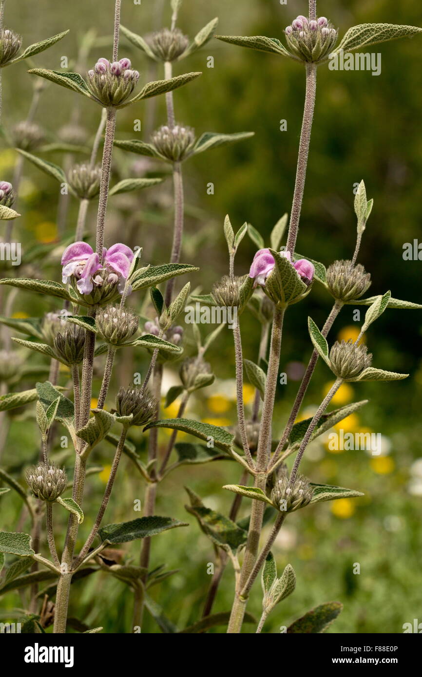 Purple phlomis, Phlomis purpurea, Purple Jerusalem Sage, Matagallo