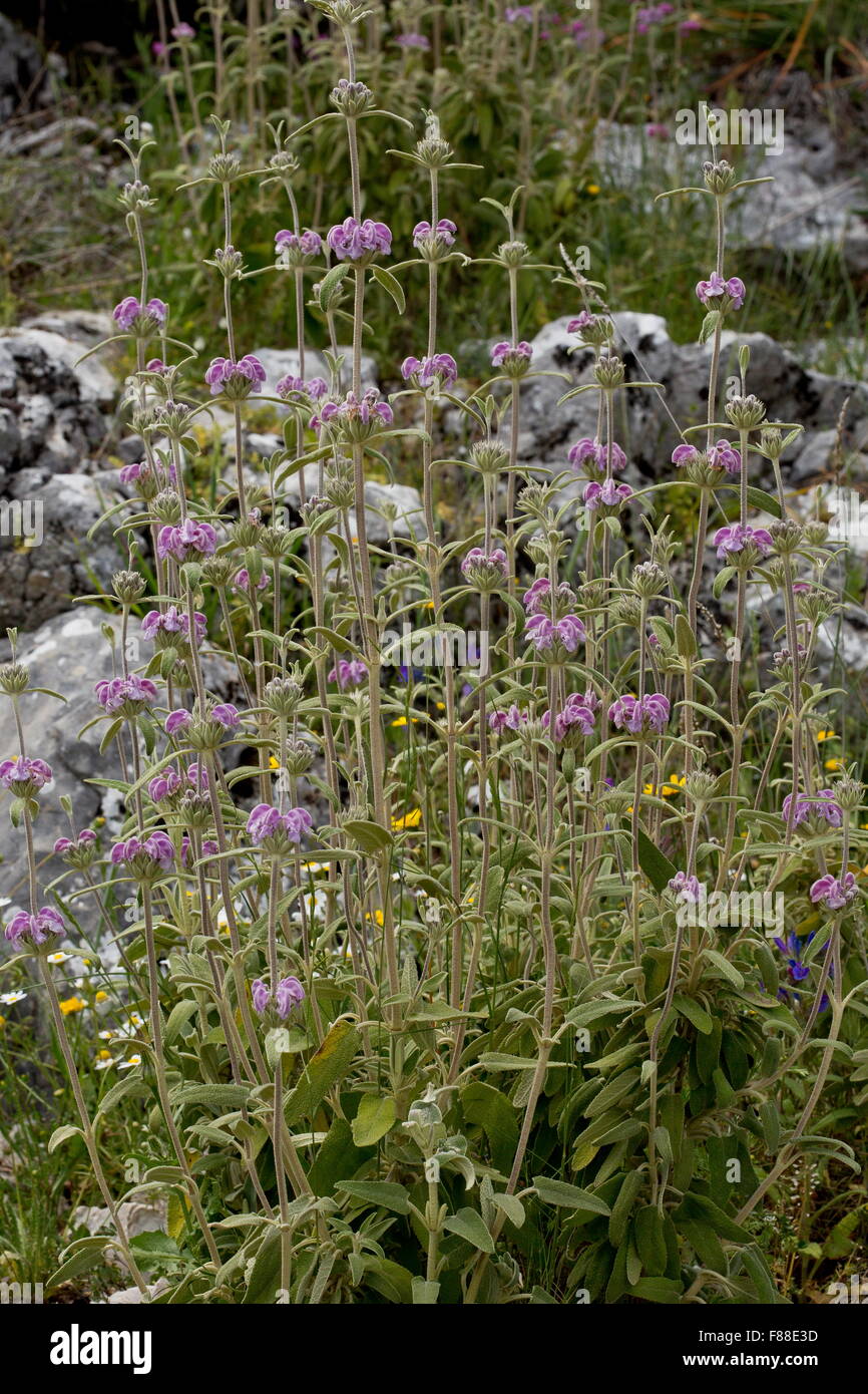 Purple phlomis, Phlomis purpurea, Purple Jerusalem Sage, Matagallo Stock Photo