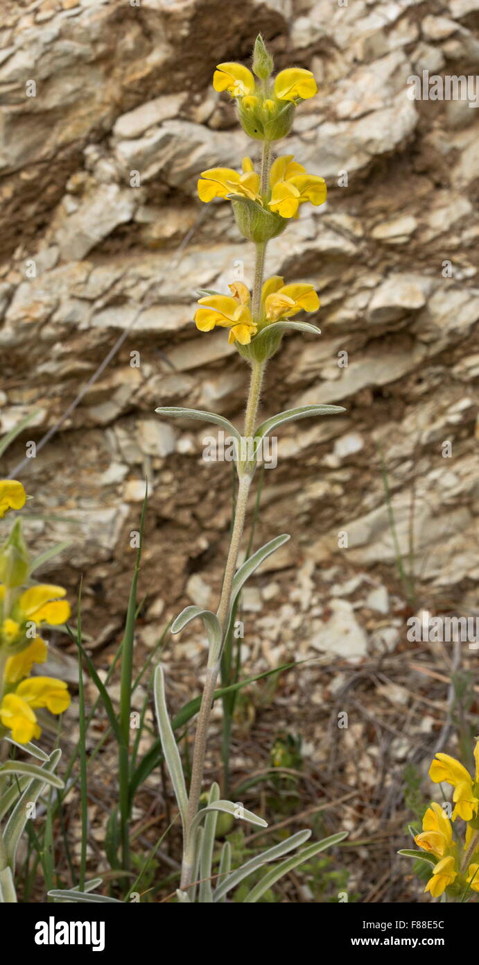 A Jerusalem Sage, Lampwick Plant, Phlomis lychnitis Stock Photo