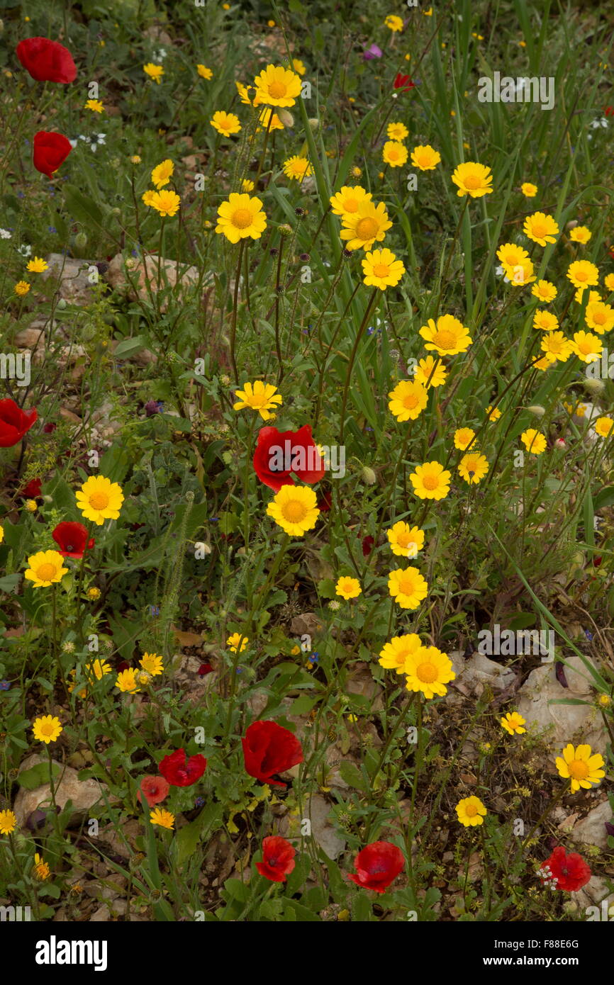 Mediterranean marigold, or southern corn marigold, Coleostephus myconis