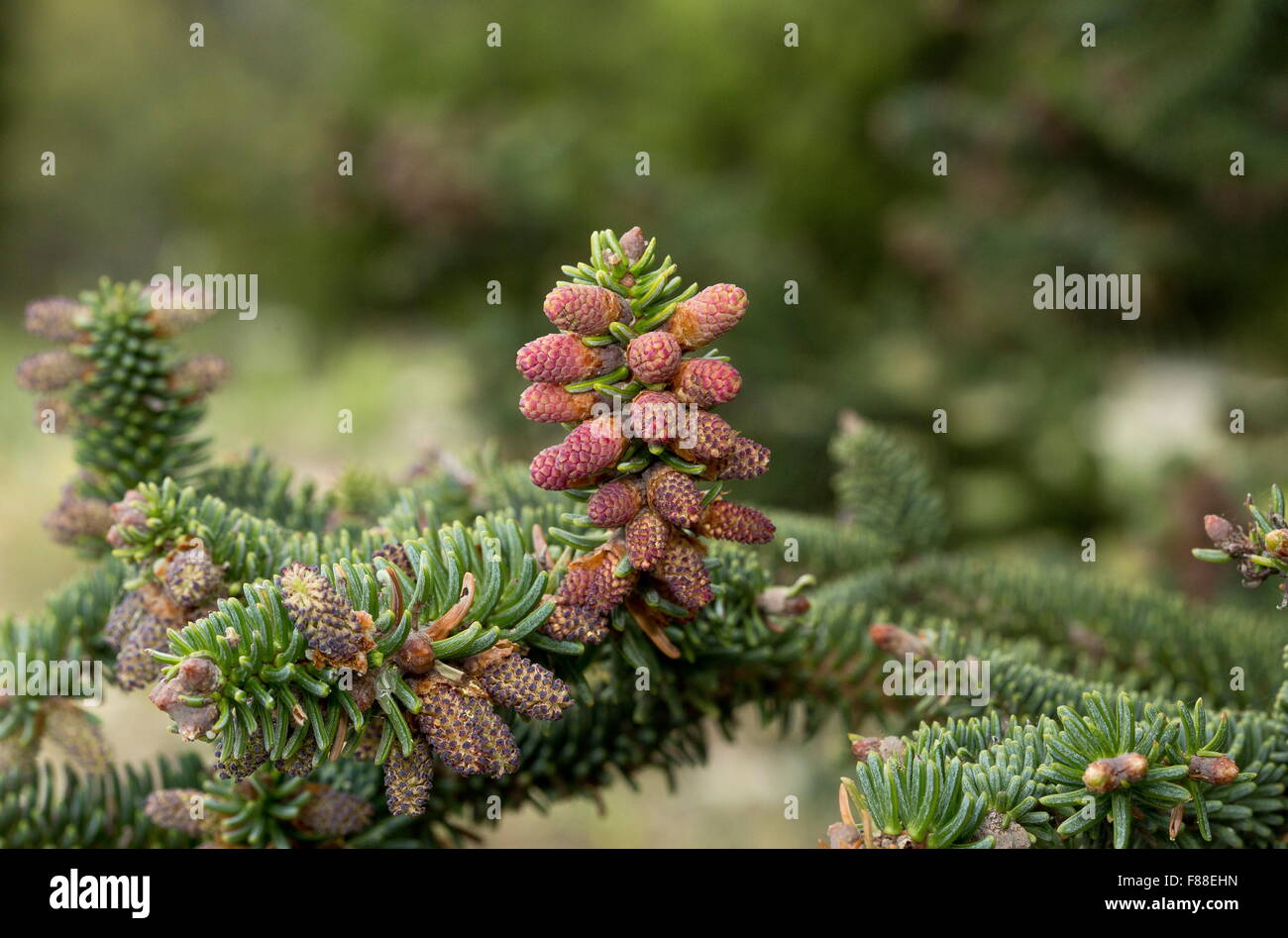 Spanish fir, Abies pinsapo, male cones in spring. Sierra de las nieves, Spain. Stock Photo