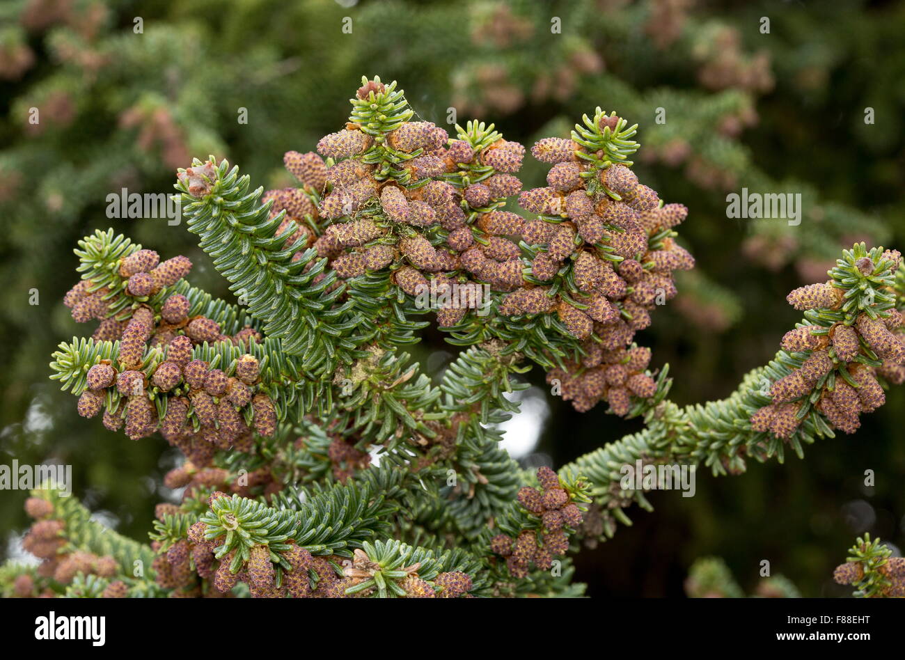 Spanish fir, Abies pinsapo, male cones in spring. Sierra de las nieves, Spain. Stock Photo