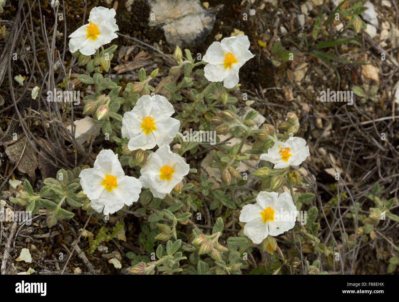 White rock-rose, Helianthemum apenninum in flower Stock Photo