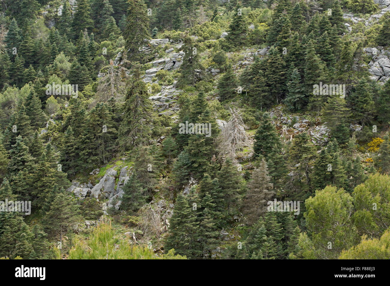Spanish fir, Abies pinsapo, ancient forest at 1200 metres, Sierra de Las Nieves, south-west Spain. Stock Photo
