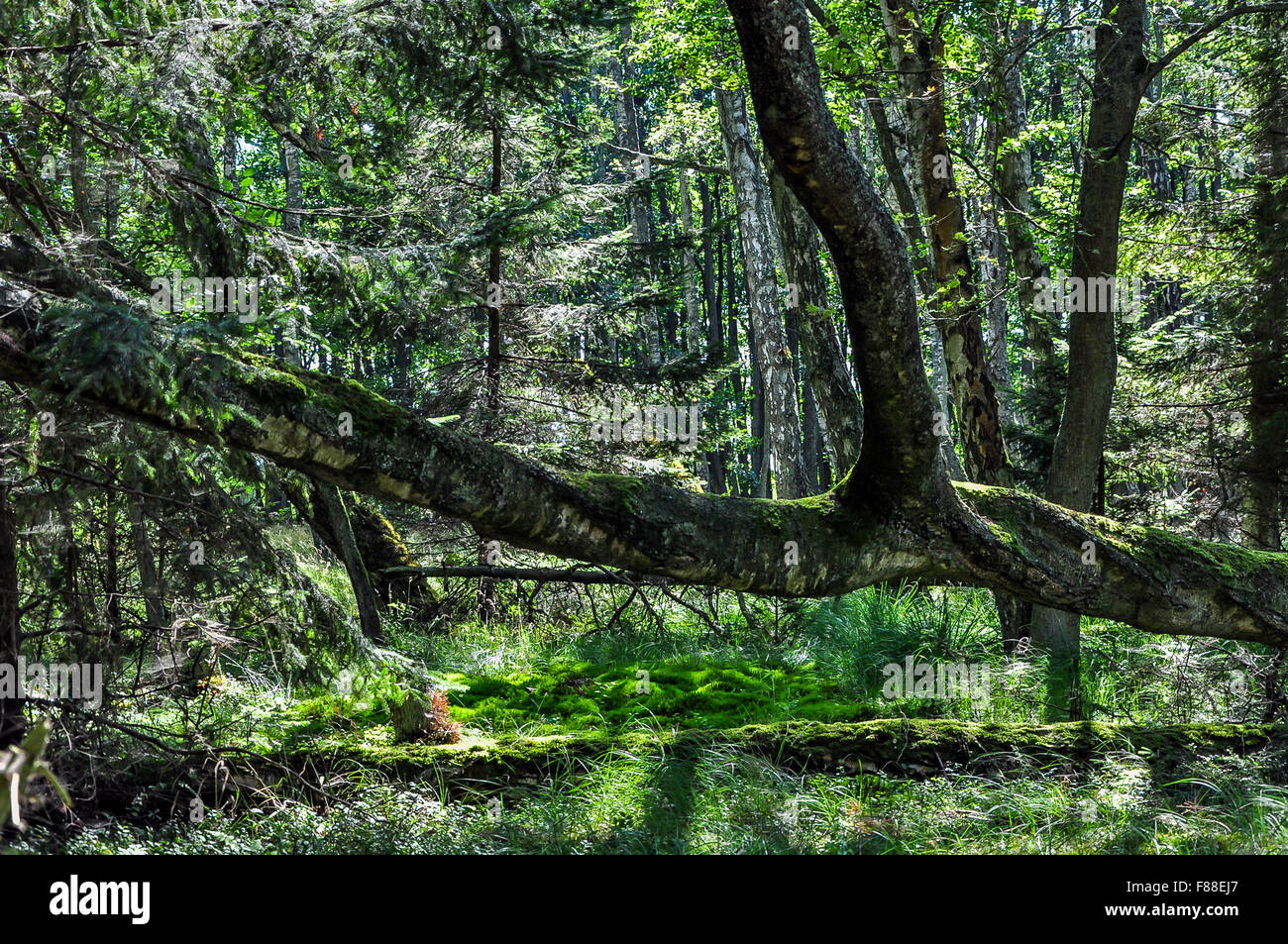 Shadows in a very dense forest Stock Photo