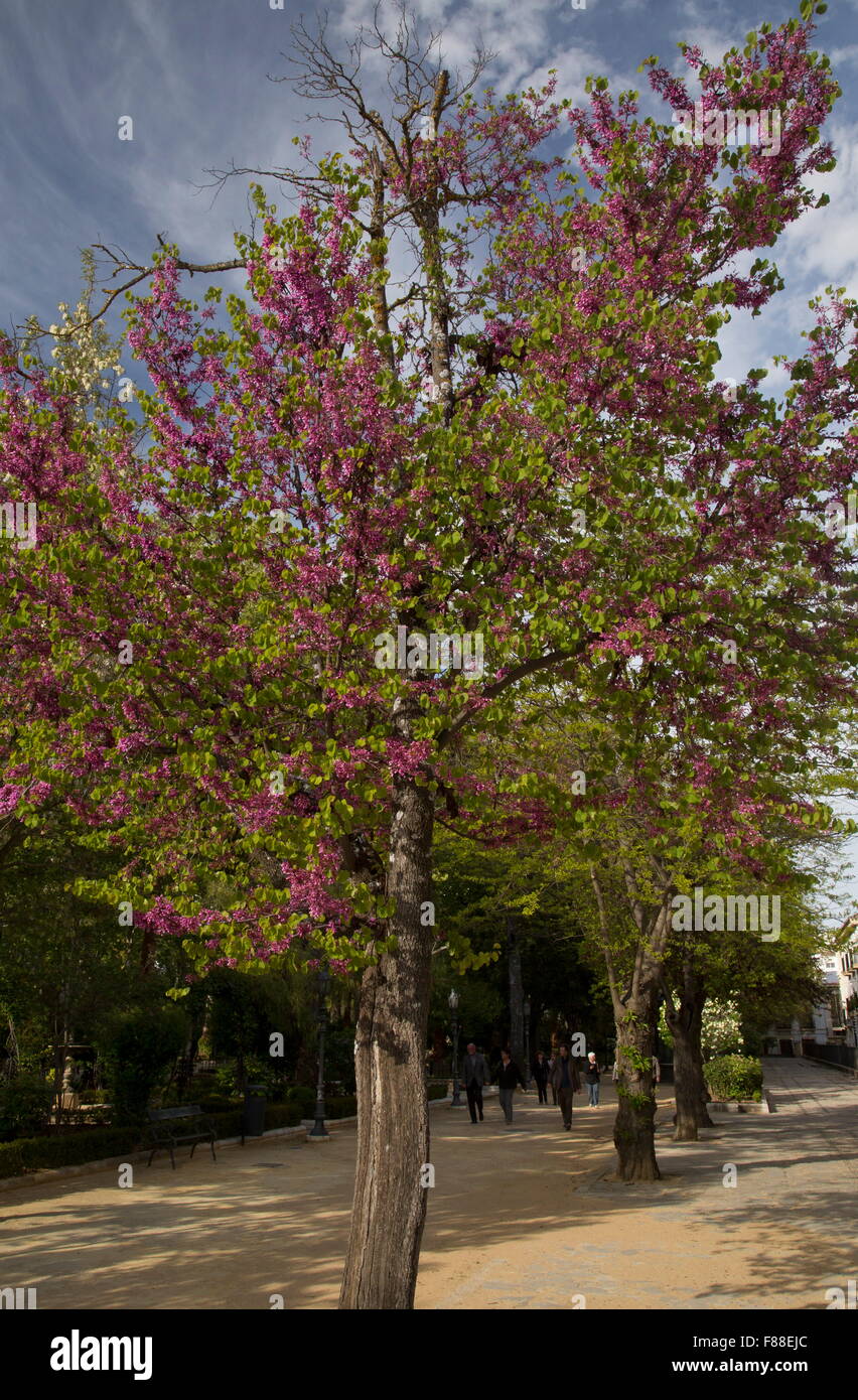 Cercis siliquastrum flowers hi-res stock photography and images - Alamy