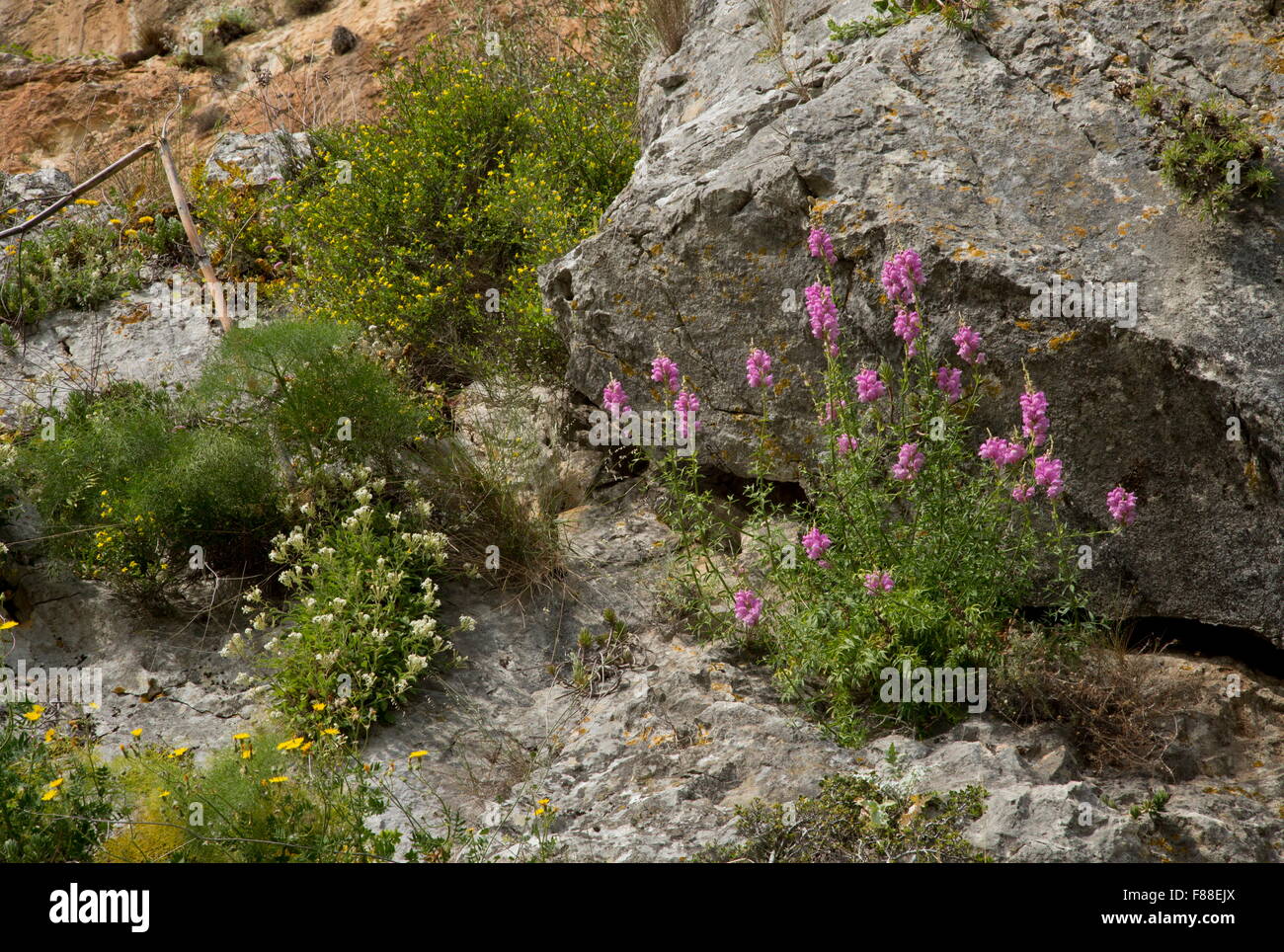 Flowery limestone cliff at Grazalema, with snapdragon, Mountain catchfly, Wild Jasmine etc, Sierra de Grazalema. Spain. Stock Photo