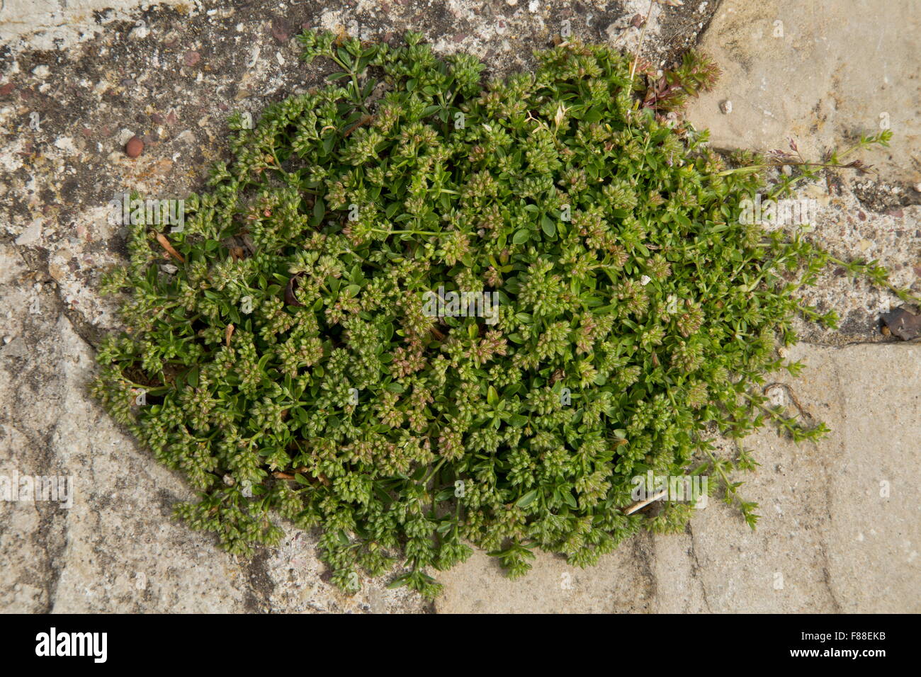 Four-leaved Allseed, Polycarpon tetraphyllum, in paving. Rare UK native. Stock Photo