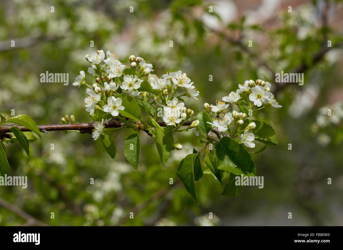 St Lucie cherry, Prunus mahaleb, in flower. Spain. Stock Photo