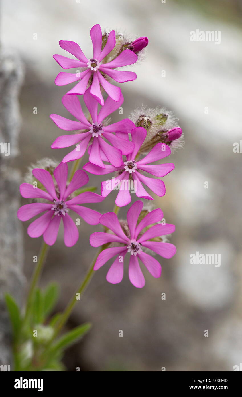 Pink catchfly, Silene colorata in flower in olive grove, Spain. Stock Photo