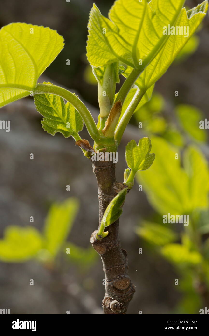 Fig tree, coming into leaf in spring. Stock Photo
