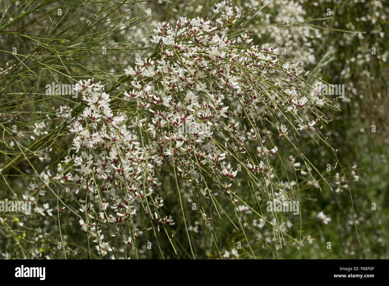 Bridal veil broom, Retama monosperma, ,in full flower. south-west Spain. Invasive elsewhere. Stock Photo