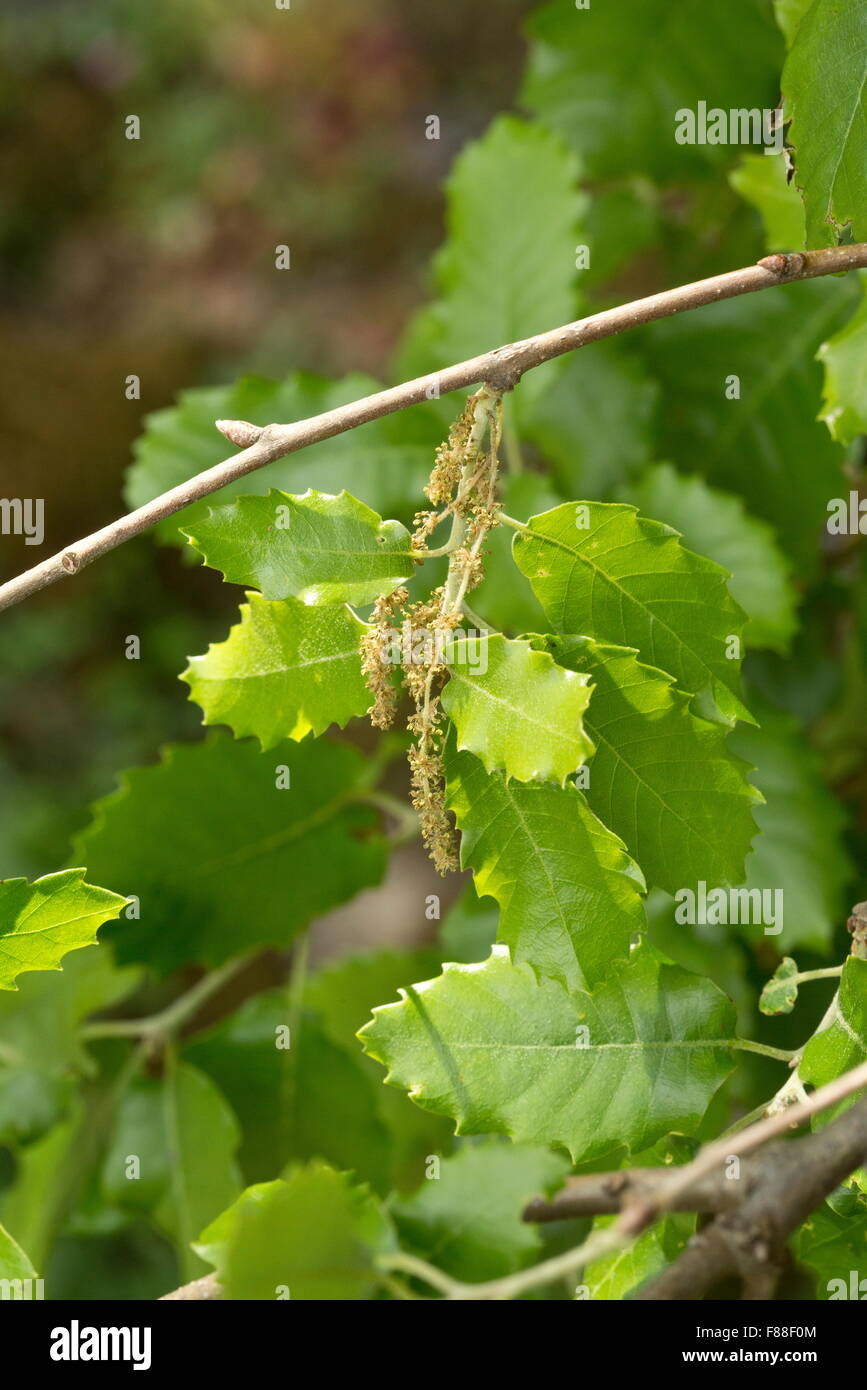 Algerian Oak, Quercus canariensis - catkin and leaves, Spain. Stock Photo
